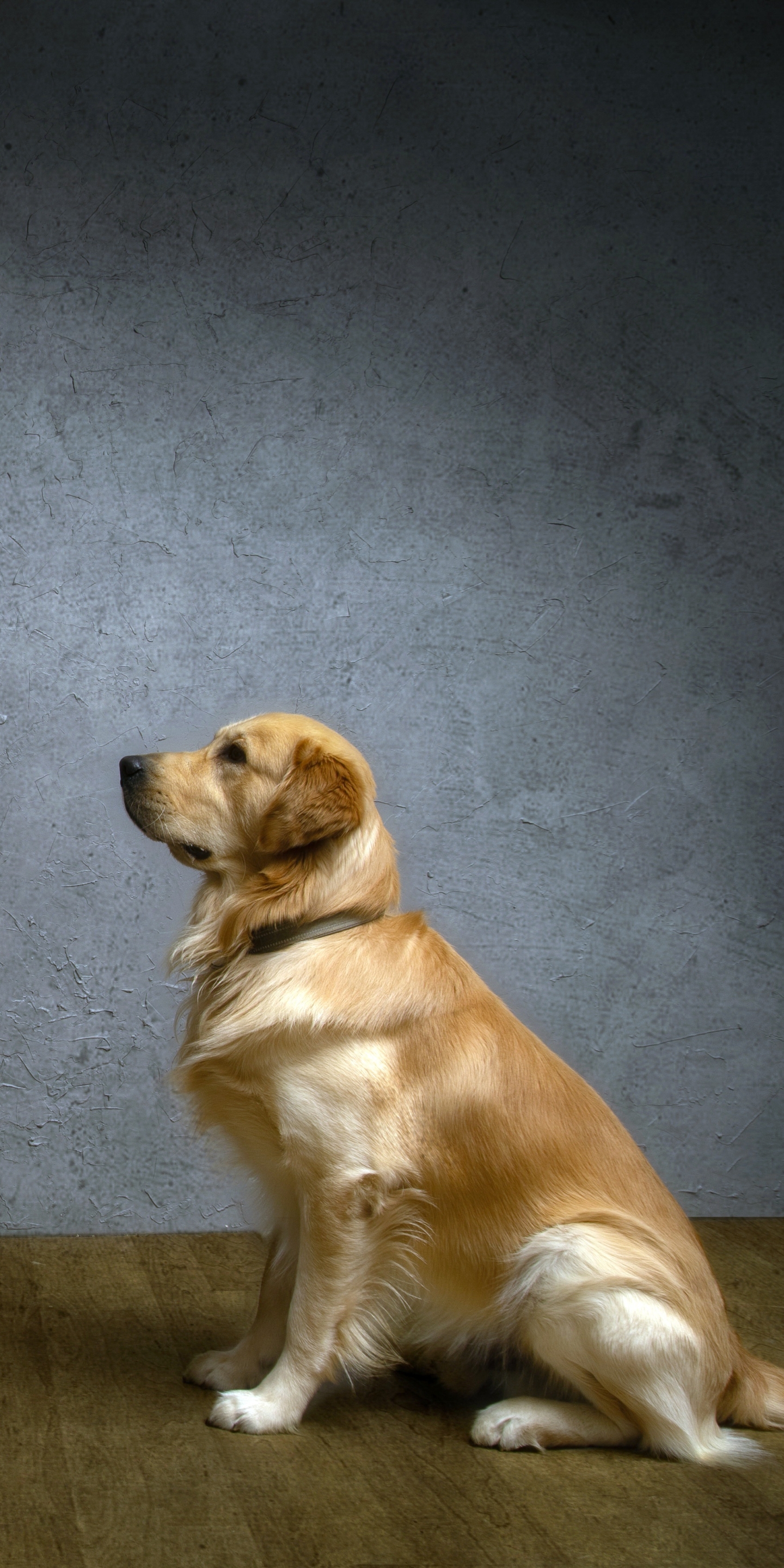 Handy-Wallpaper Tiere, Hunde, Hund, Golden Retriever kostenlos herunterladen.