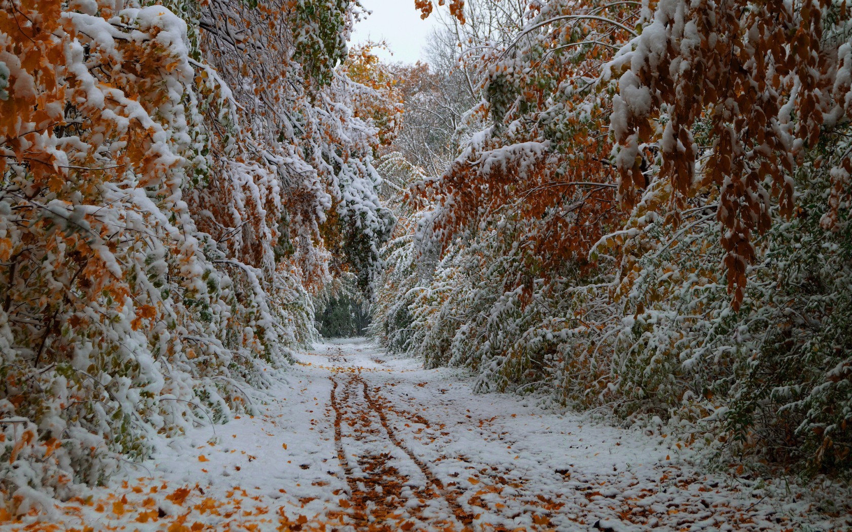 PCデスクトップに木, 道路, 秋, 雪, 風景画像を無料でダウンロード