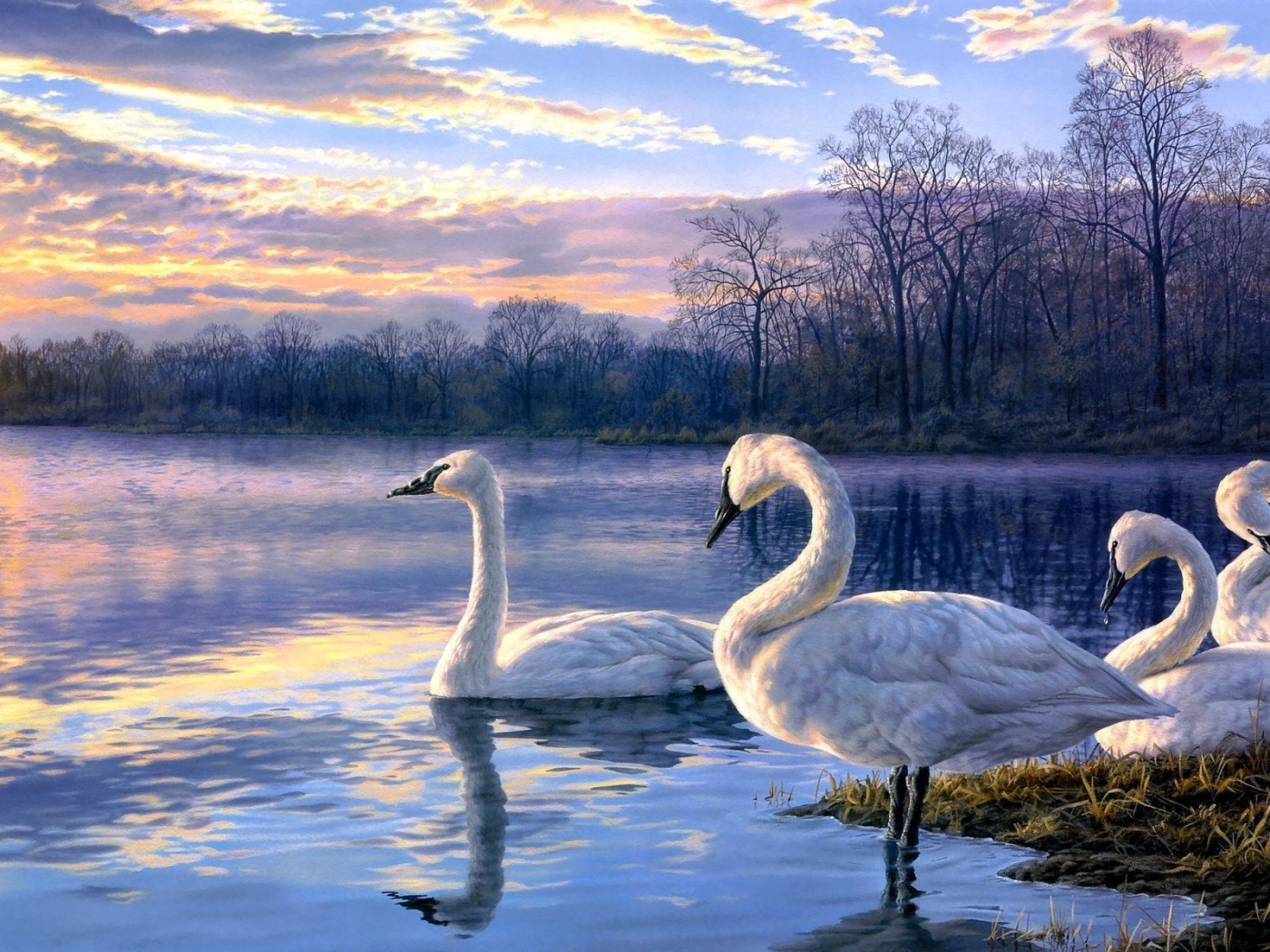 swans, birds, animals, blue Full HD