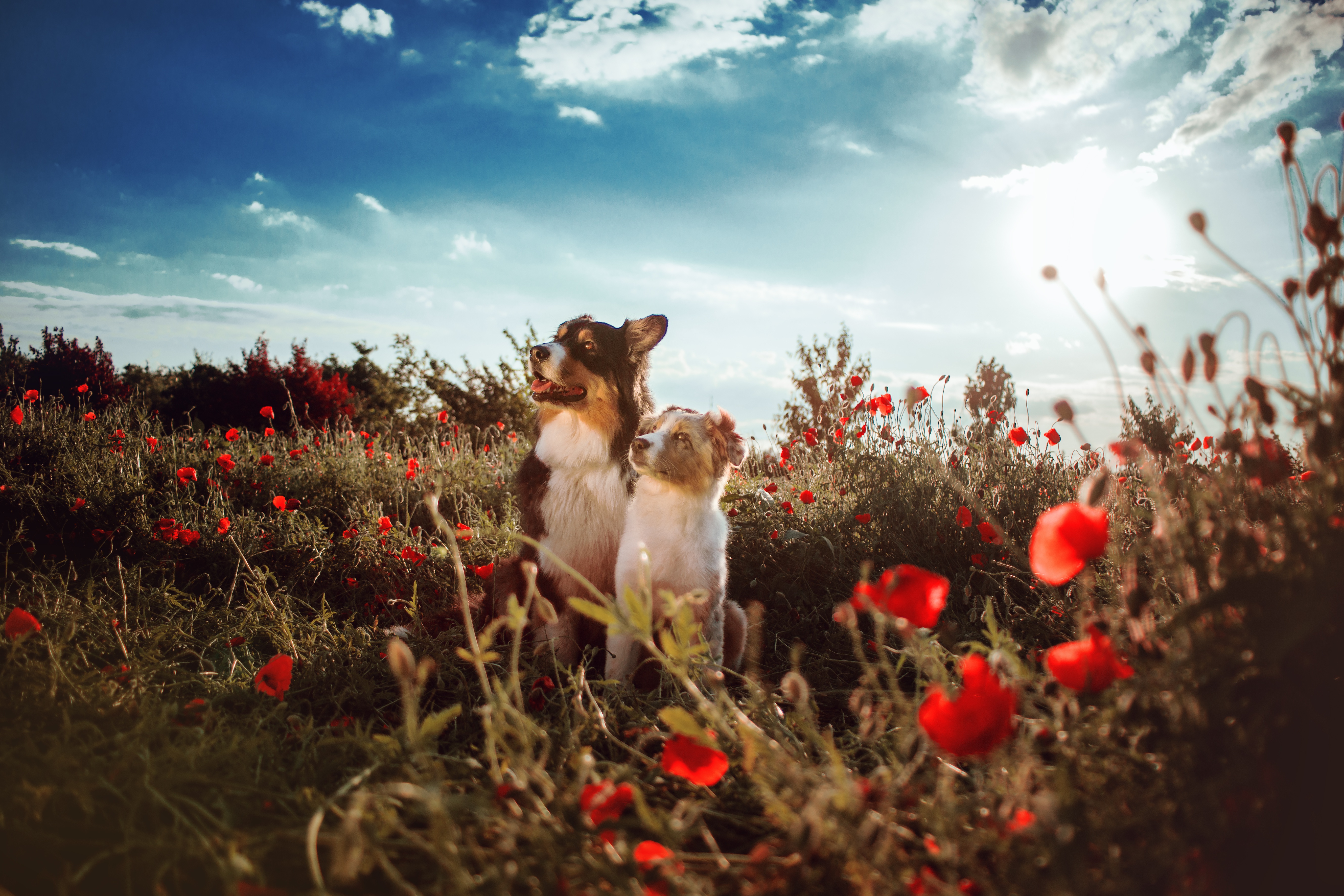 Descarga gratuita de fondo de pantalla para móvil de Animales, Perros, Perro, Pastor Australiano.