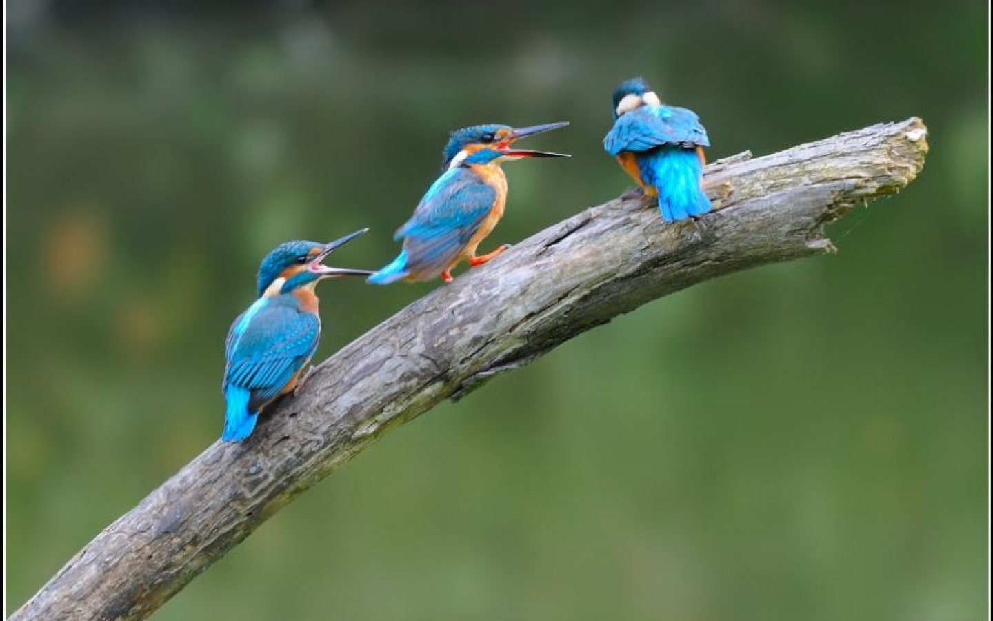Download mobile wallpaper Bird, Animal, Kingfisher, Other for free.