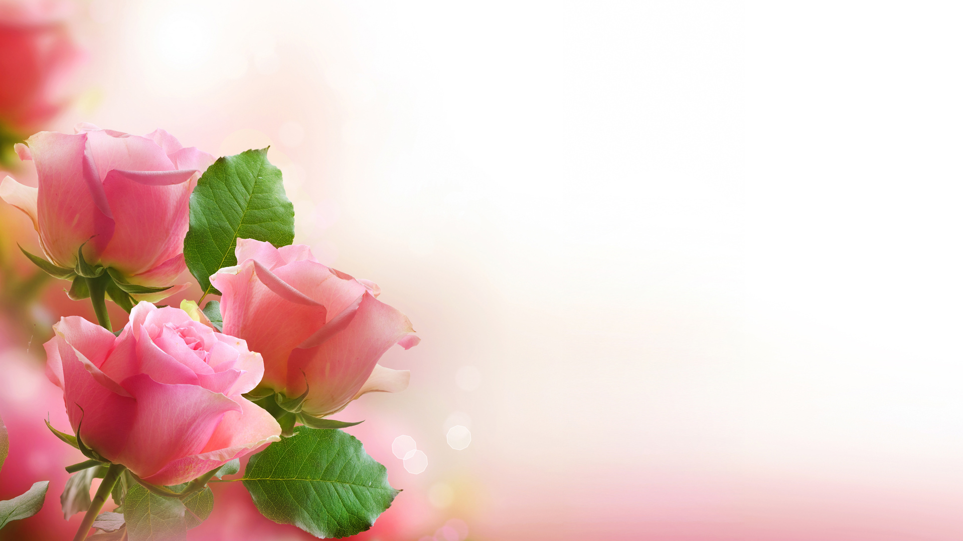 Free download wallpaper Background, Roses, Plants, Flowers on your PC desktop
