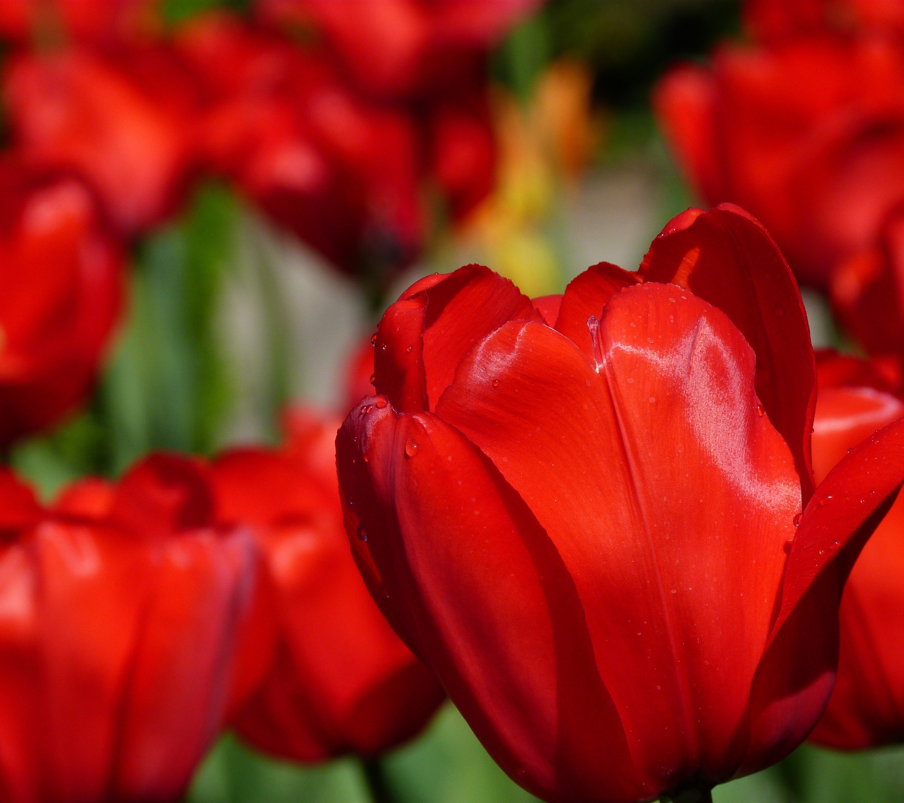 Handy-Wallpaper Blumen, Blume, Nahansicht, Tulpe, Rote Blume, Erde/natur kostenlos herunterladen.