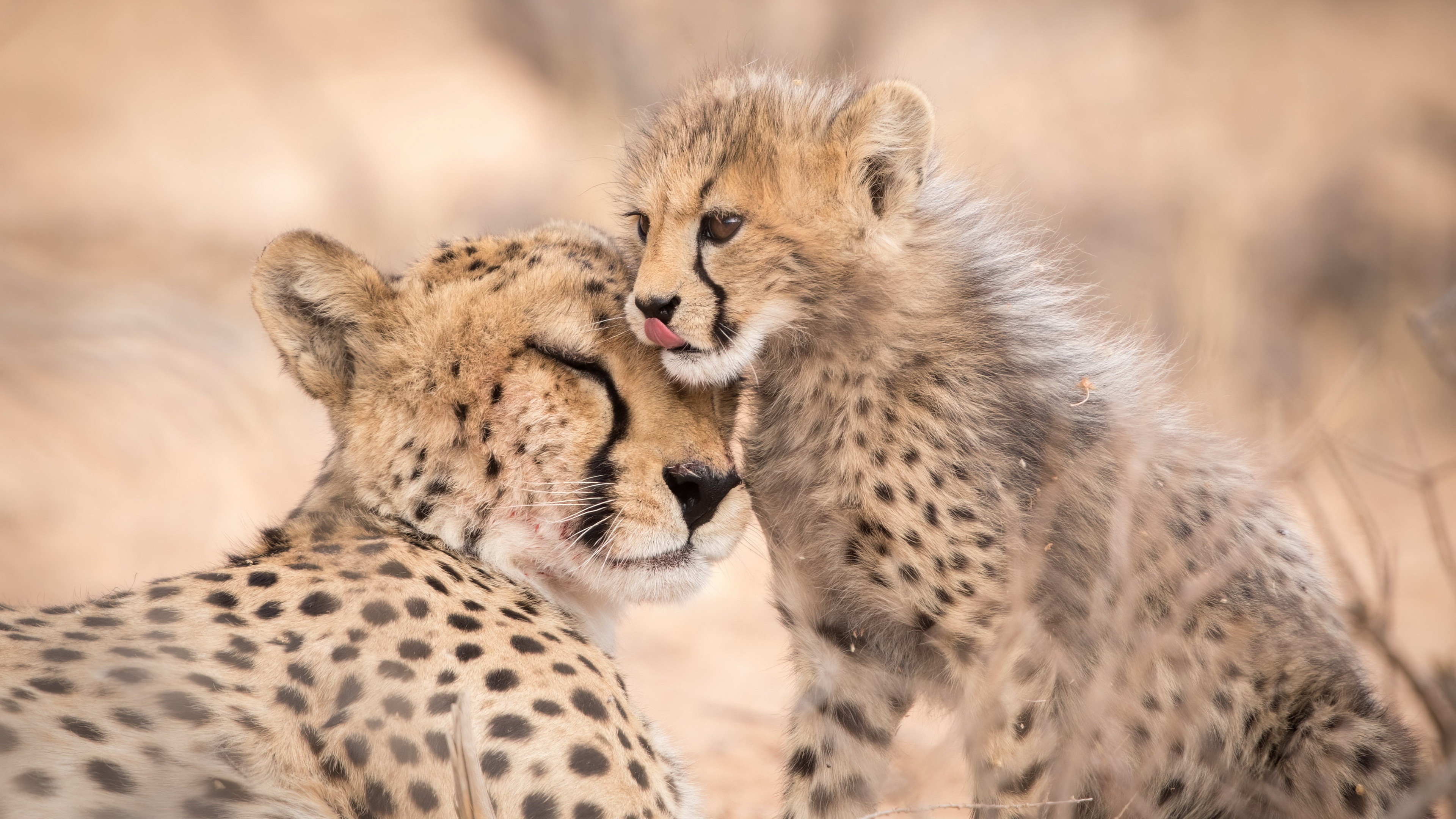 Download mobile wallpaper Cats, Cheetah, Animal, Baby Animal, Cub for free.