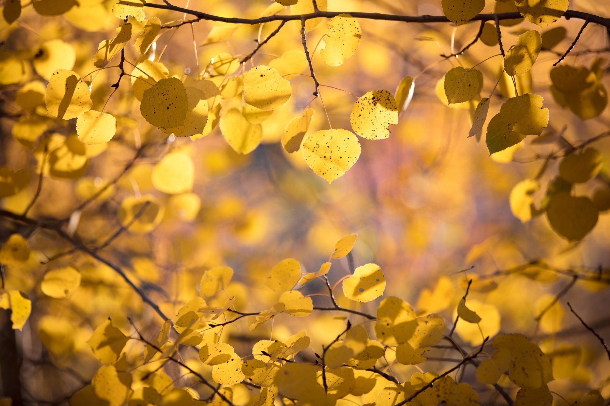 Free download wallpaper Nature, Leaf, Fall, Branch, Earth, Bokeh on your PC desktop