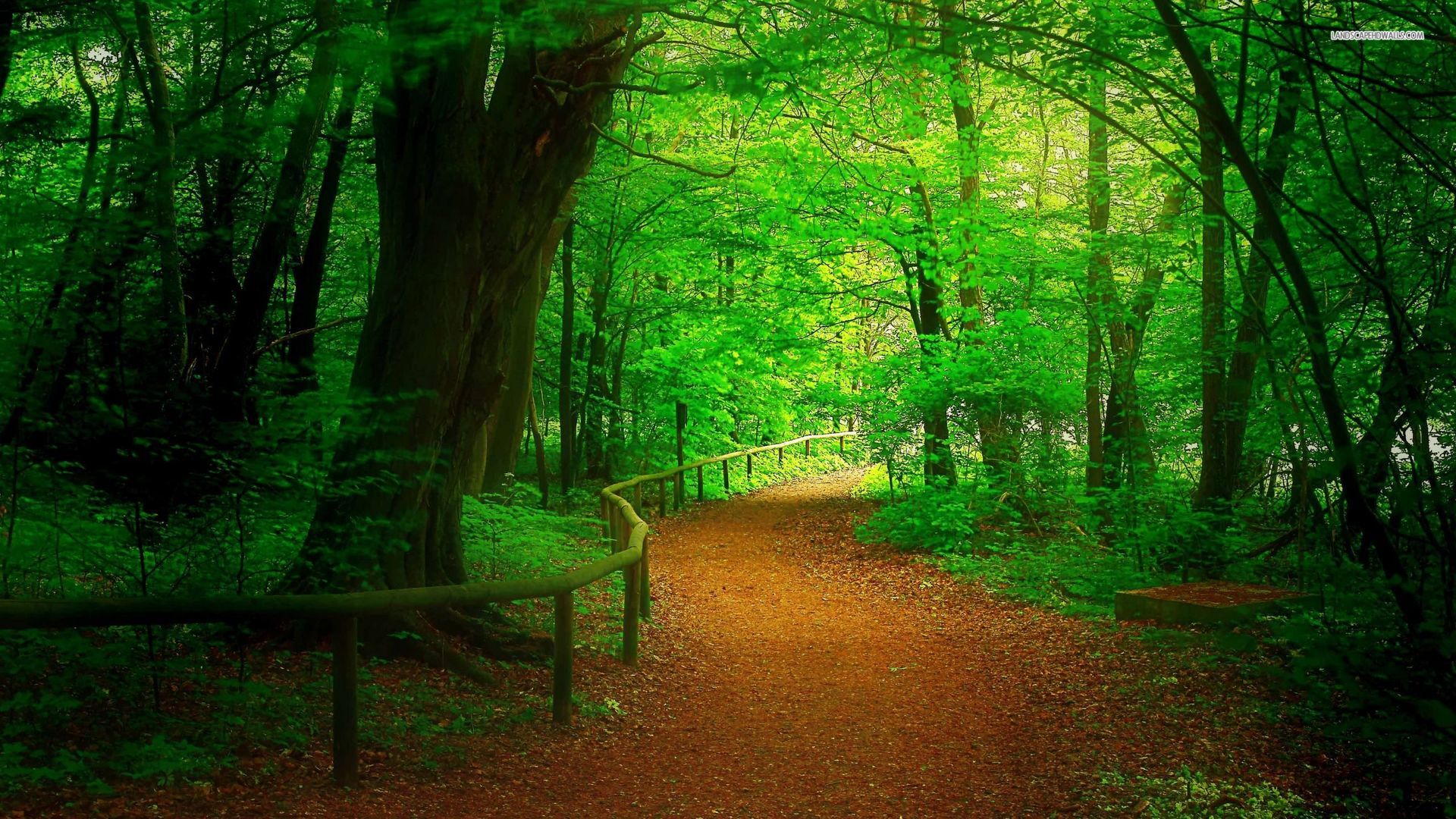 Téléchargez des papiers peints mobile Forêt, Chemin, La Nature, Terre/nature gratuitement.