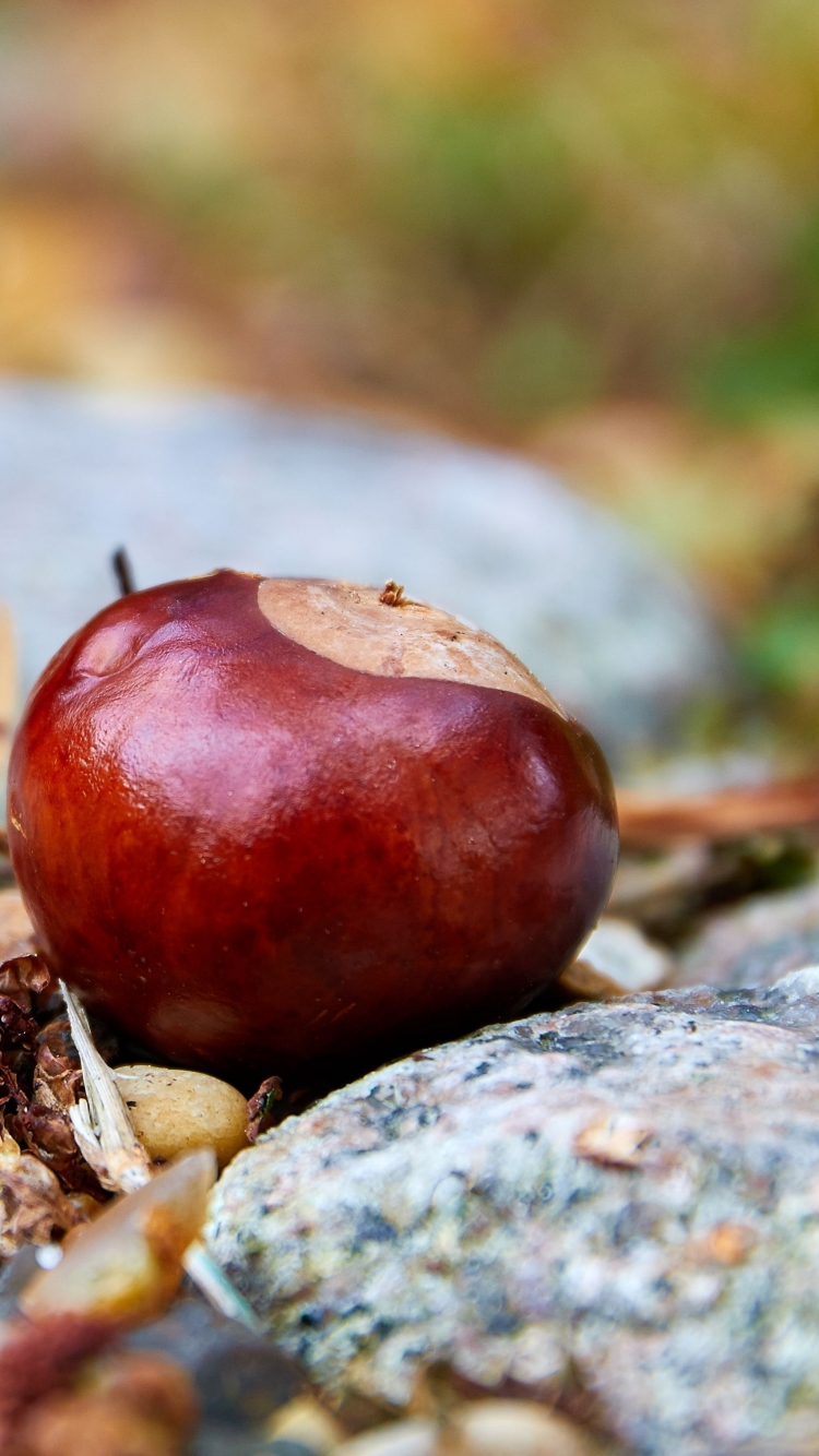 earth, chestnut wallpapers for tablet