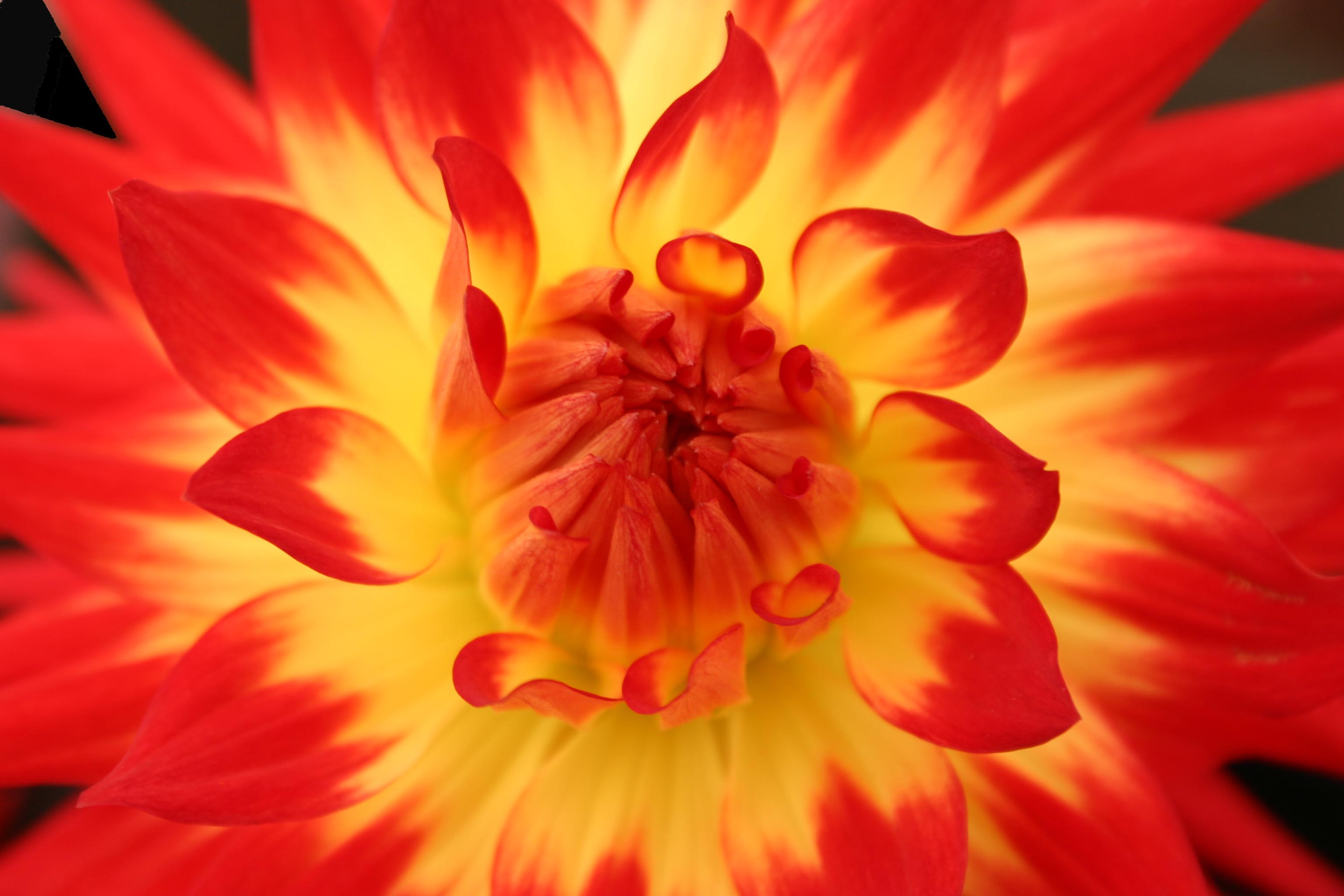 Download mobile wallpaper Nature, Flowers, Flower, Macro, Earth, Petal, Dahlia, Red Flower for free.
