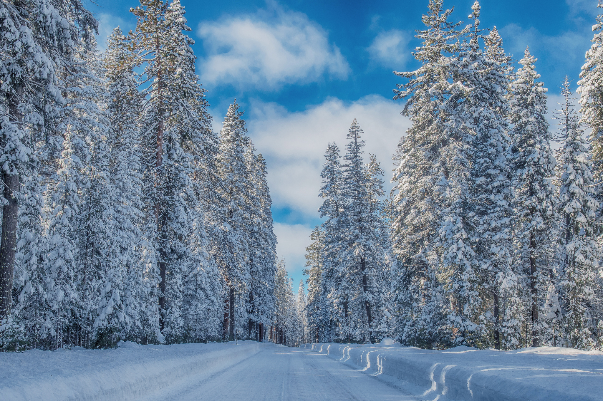 Скачать обои бесплатно Зима, Снег, Лес, Сосна, Земля/природа картинка на рабочий стол ПК