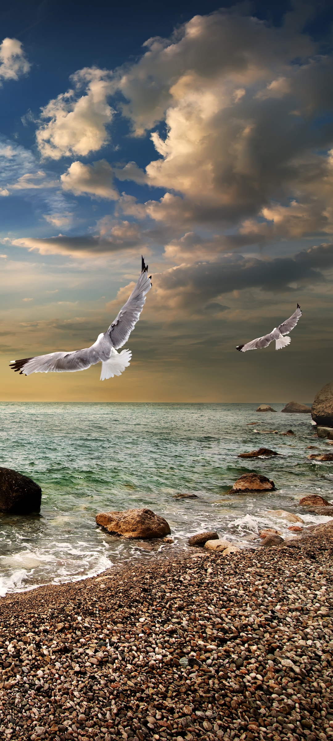 Download mobile wallpaper Beach, Horizon, Earth, Seagull for free.
