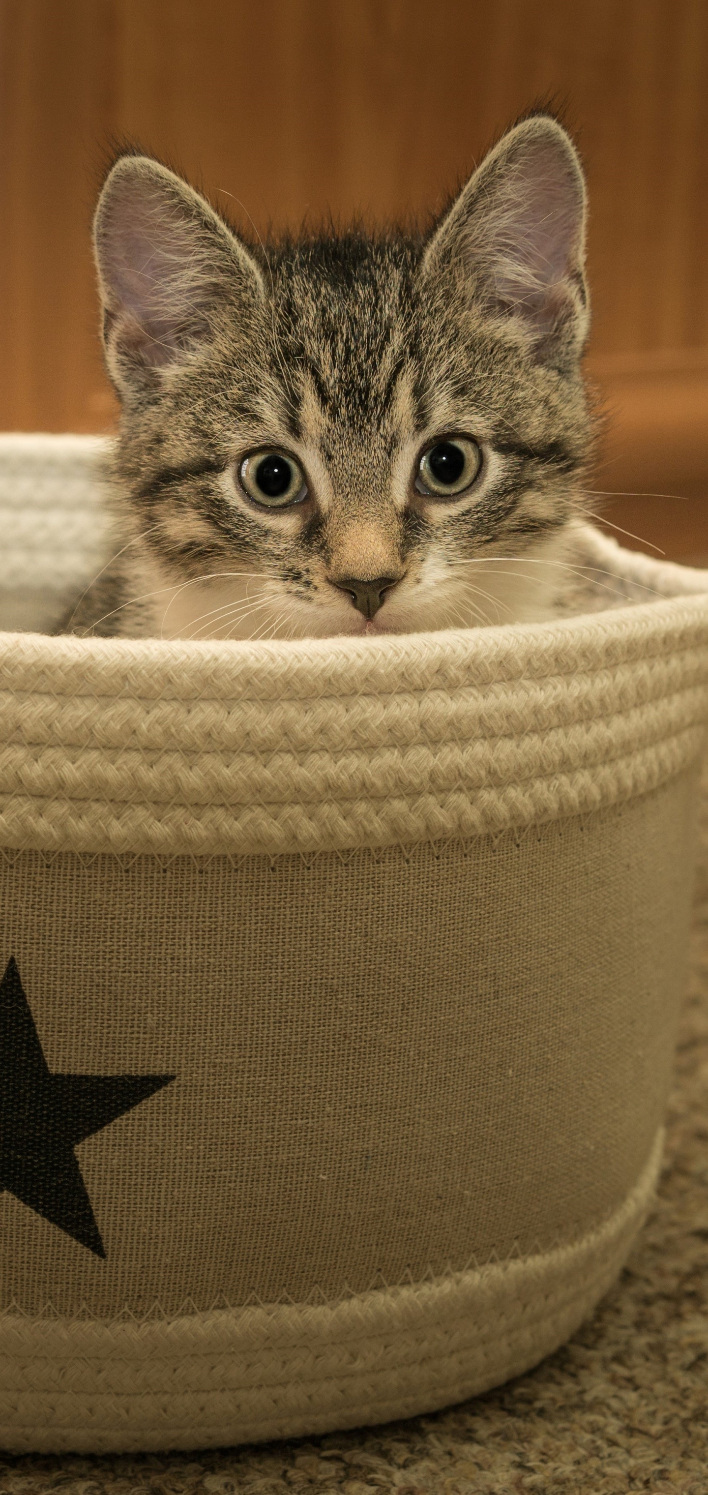 Téléchargez gratuitement l'image Animaux, Chats, Chat, Chaton, Bébé Animal sur le bureau de votre PC