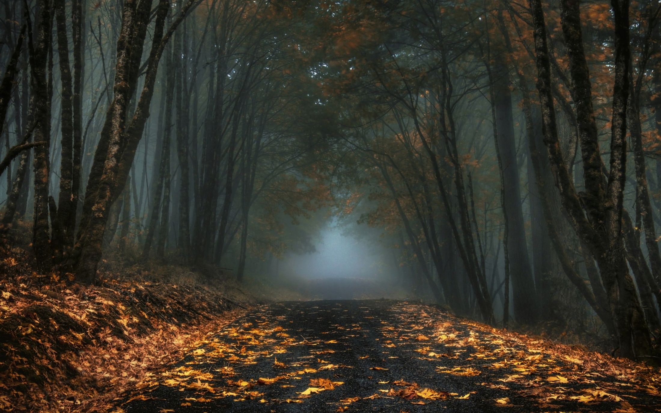 Download mobile wallpaper Road, Forest, Fog, Fall, Man Made for free.
