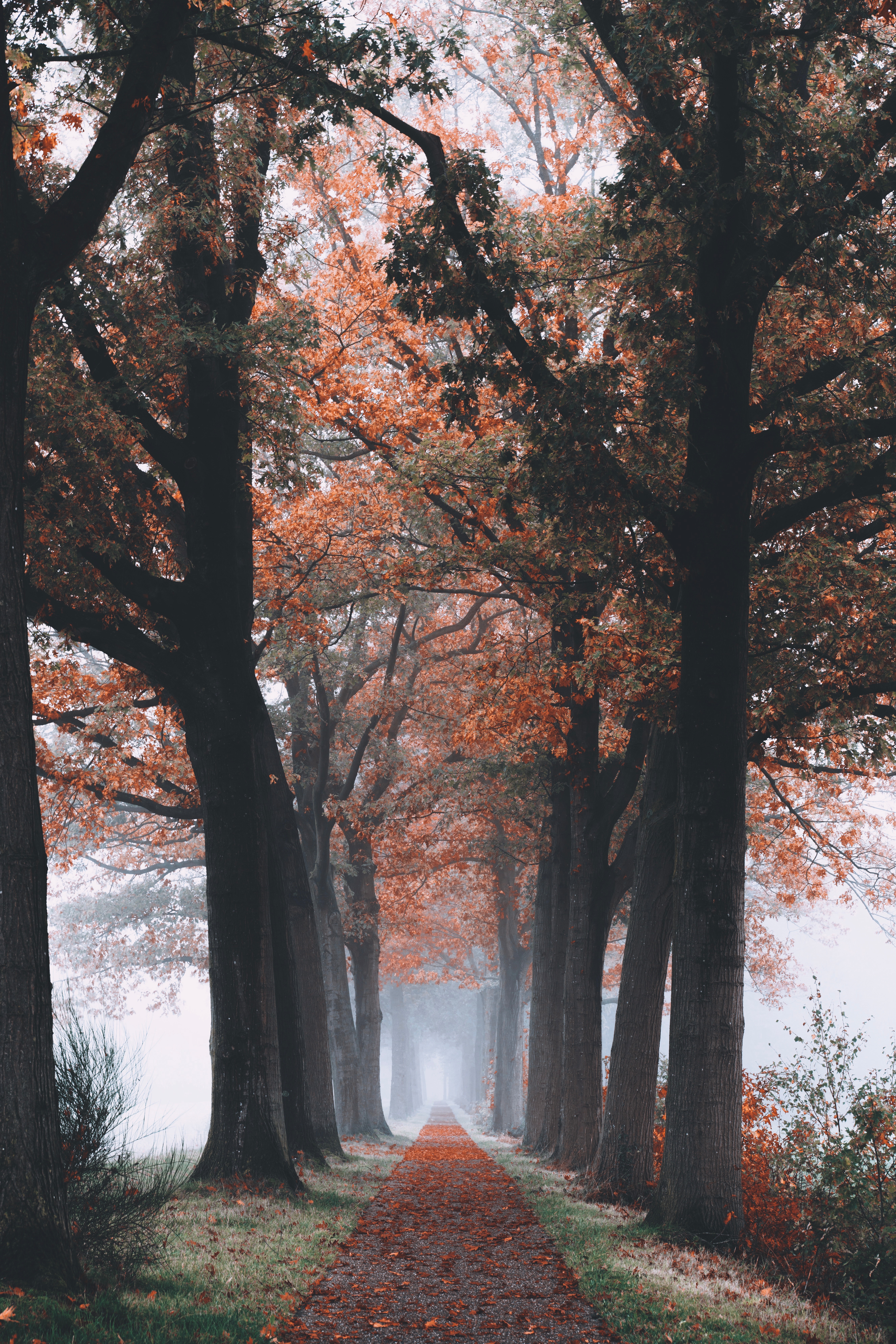 Baixe gratuitamente a imagem Outono, Folhagem, Natureza, Árvores, Floresta, Caminho na área de trabalho do seu PC