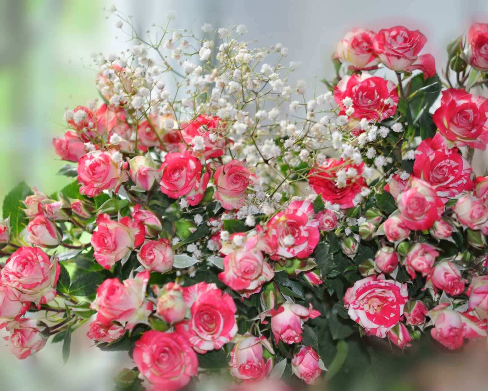 Laden Sie das Blumen, Blume, Rose, Erde, Erde/natur, Pinke Rose, Säuglingsatem-Bild kostenlos auf Ihren PC-Desktop herunter