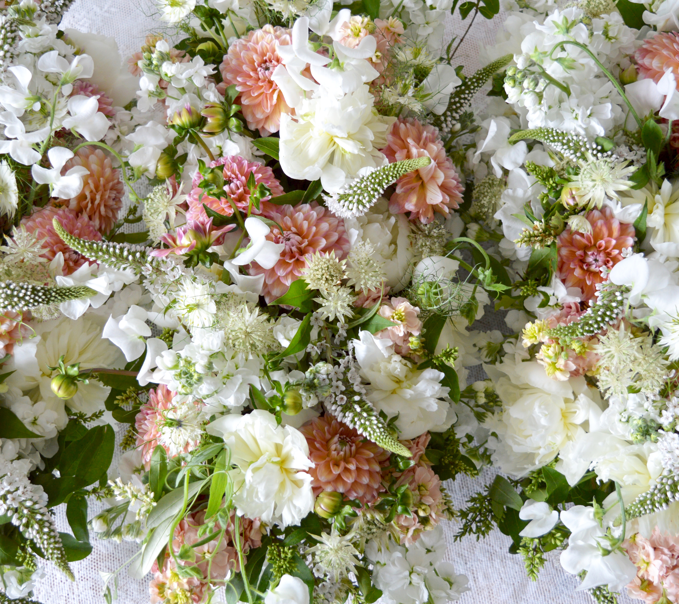 Laden Sie das Blumen, Blume, Dahlien, Dahlie, Weiße Blume, Erde/natur, Pinke Blume-Bild kostenlos auf Ihren PC-Desktop herunter