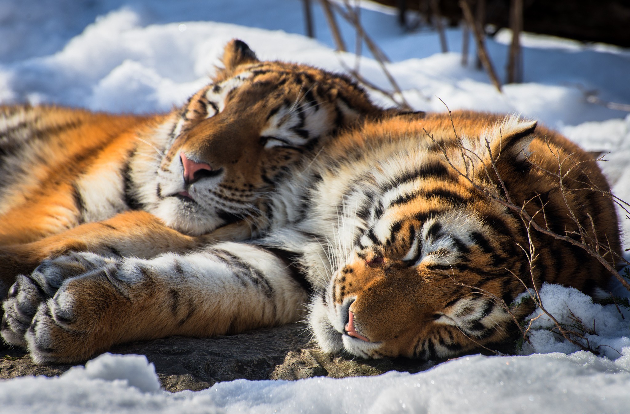 343760 скачать картинку тигр, животные, сибирский тигр, спать, кошки - обои и заставки бесплатно