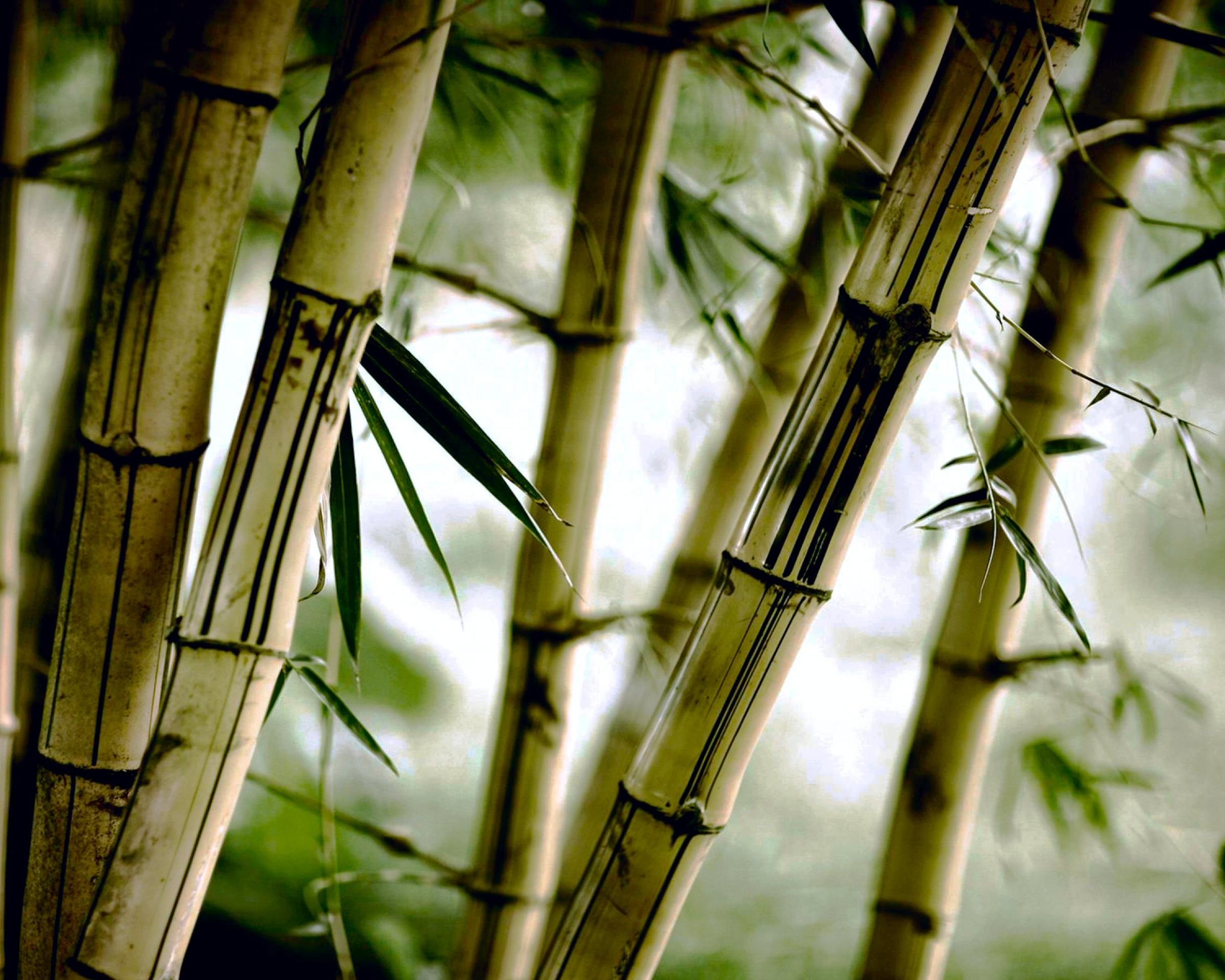 Descarga gratuita de fondo de pantalla para móvil de Naturaleza, Bambú, Tierra/naturaleza.