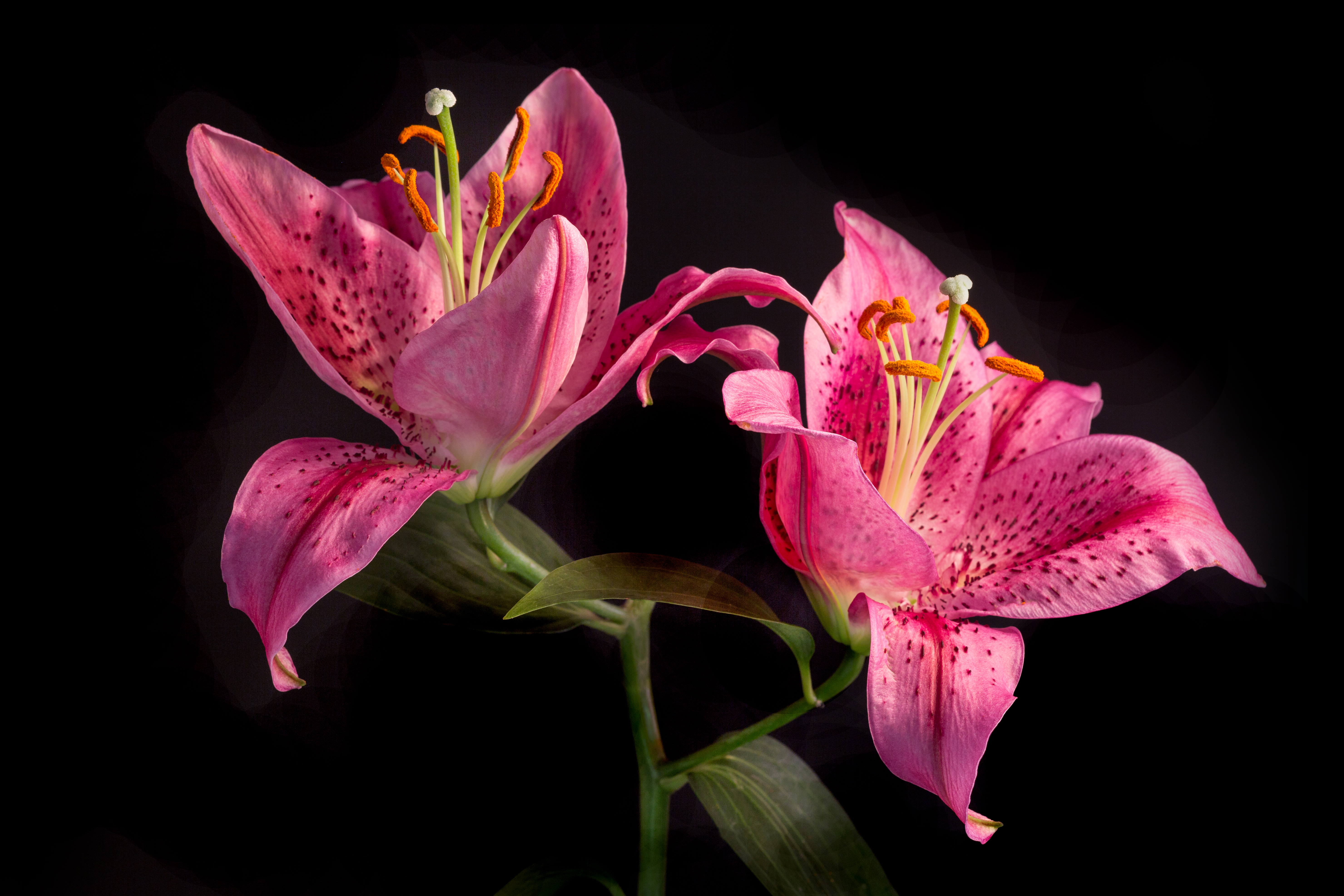 Free download wallpaper Nature, Flowers, Flower, Close Up, Earth, Lily, Pink Flower on your PC desktop