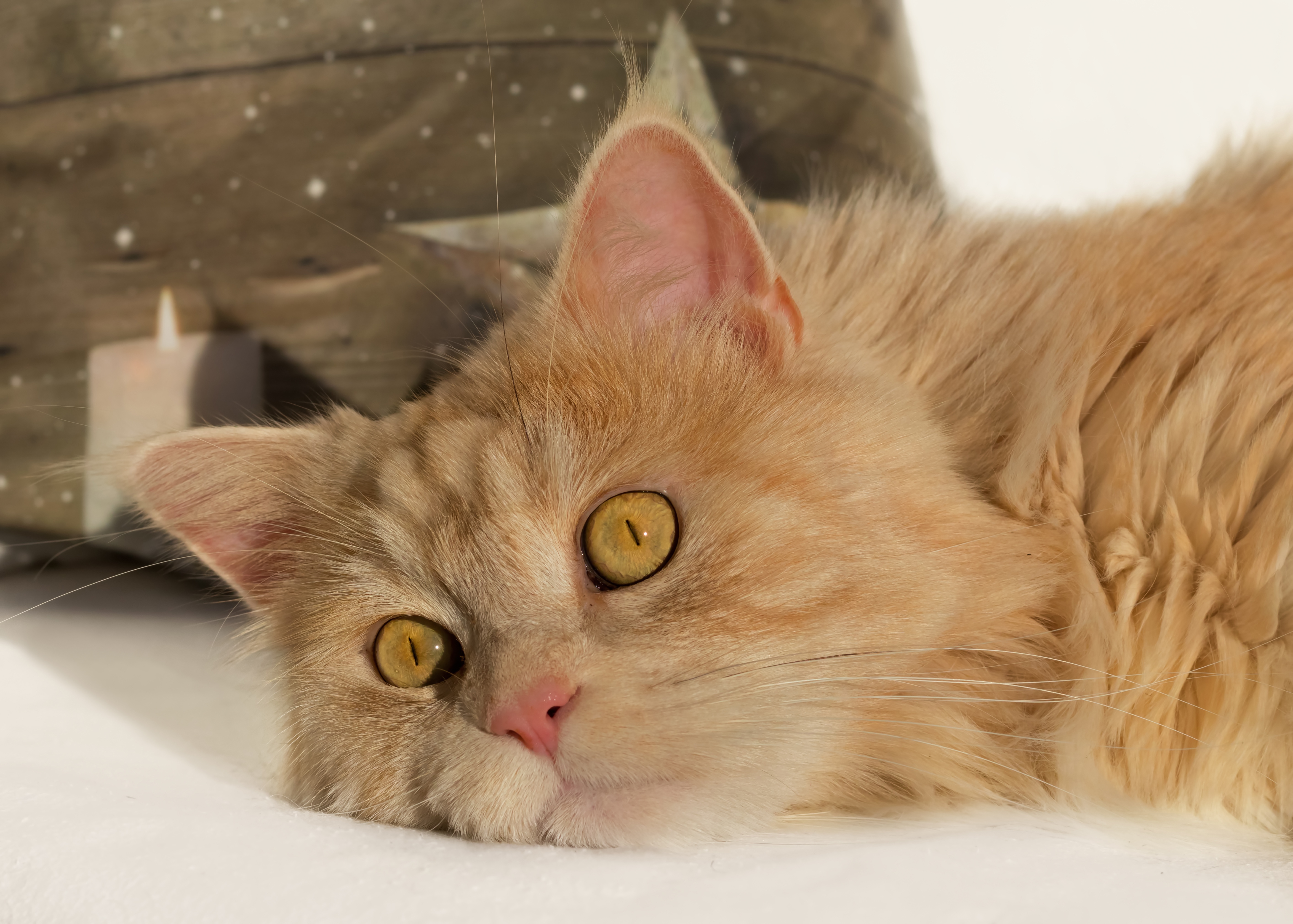 PCデスクトップに動物, ネコ, 猫, 休憩中画像を無料でダウンロード