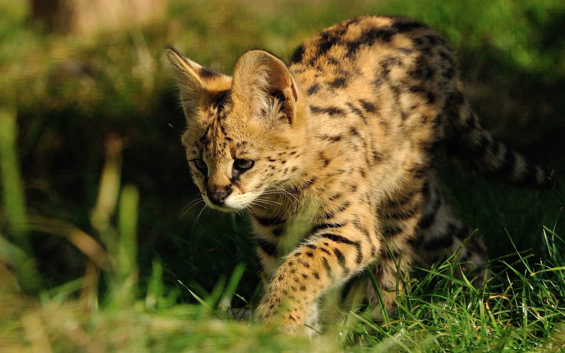 310361 Bild herunterladen tiere, serval, katzen - Hintergrundbilder und Bildschirmschoner kostenlos