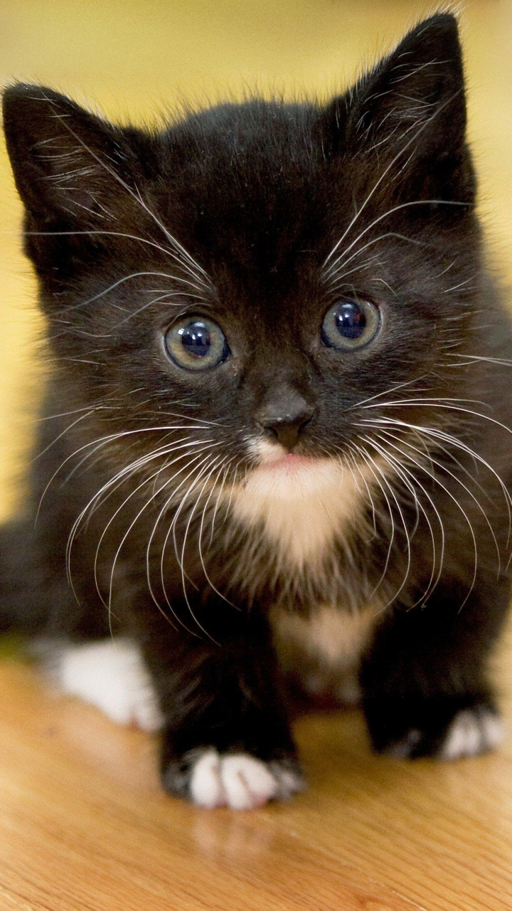 1129966 Protetores de tela e papéis de parede Gatos em seu telefone. Baixe  fotos gratuitamente