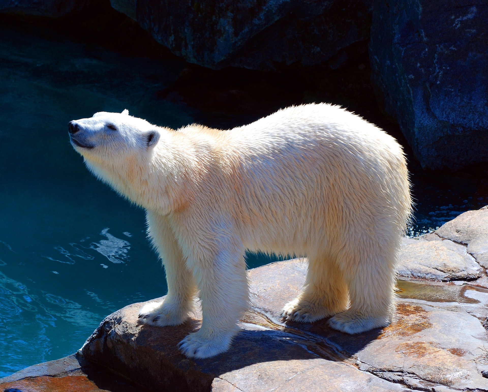 Handy-Wallpaper Tiere, Bären, Eisbär, Zoo kostenlos herunterladen.