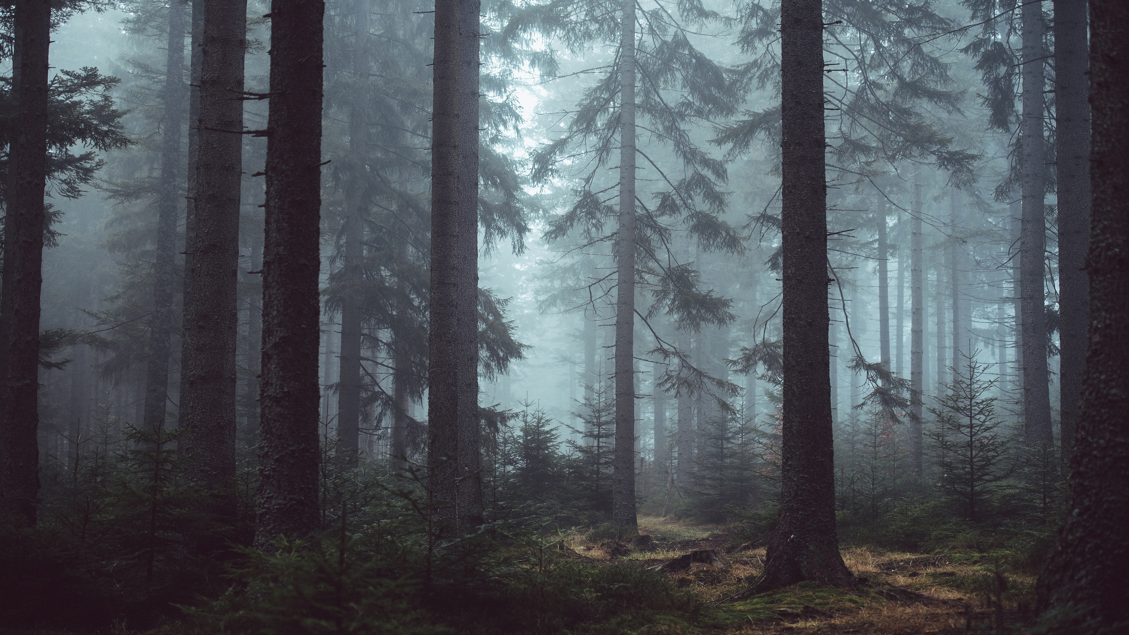 Скачать обои бесплатно Лес, Туман, Сосна, Земля/природа картинка на рабочий стол ПК