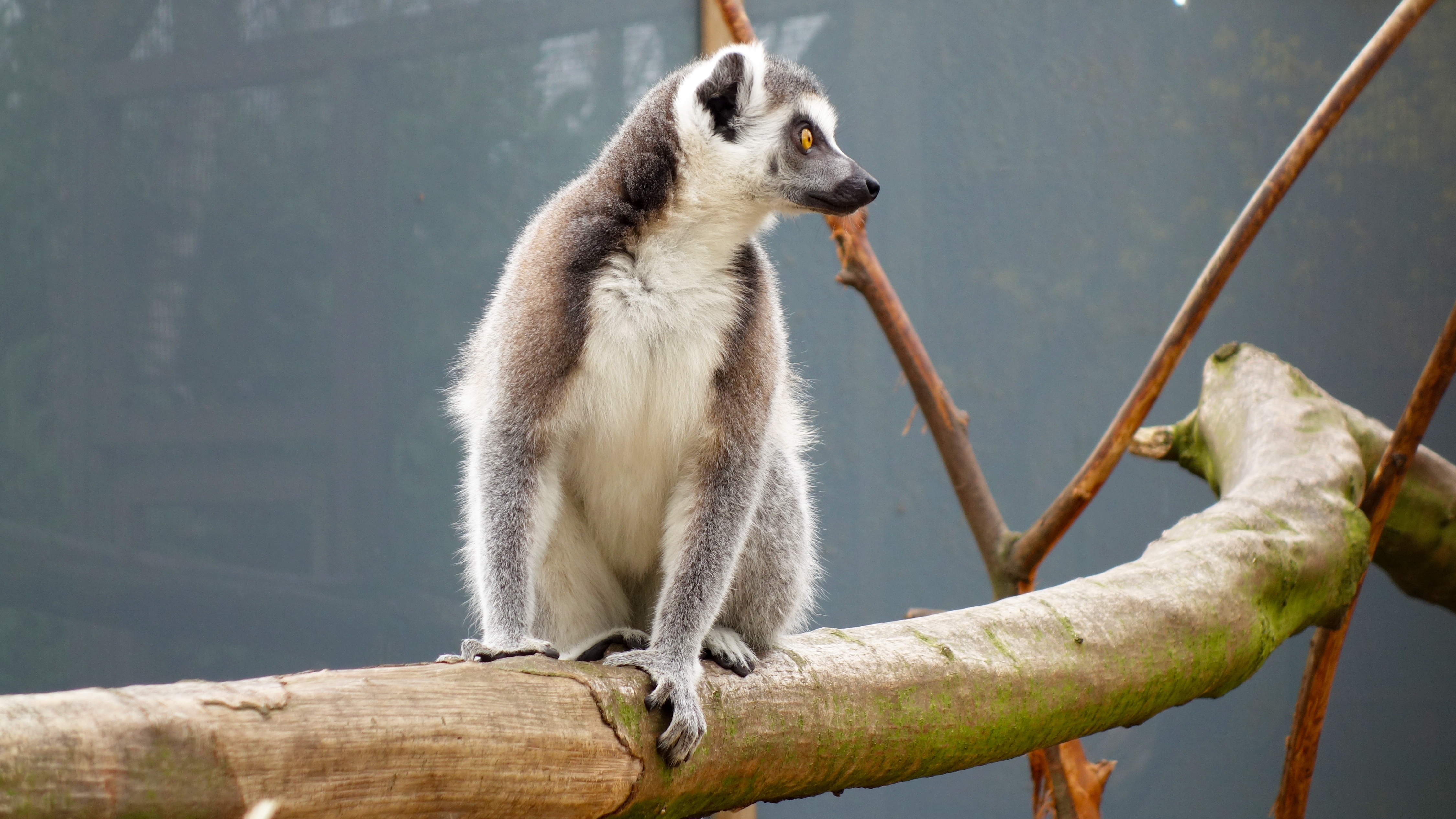 animals, lemur, is sitting, sits, reserve