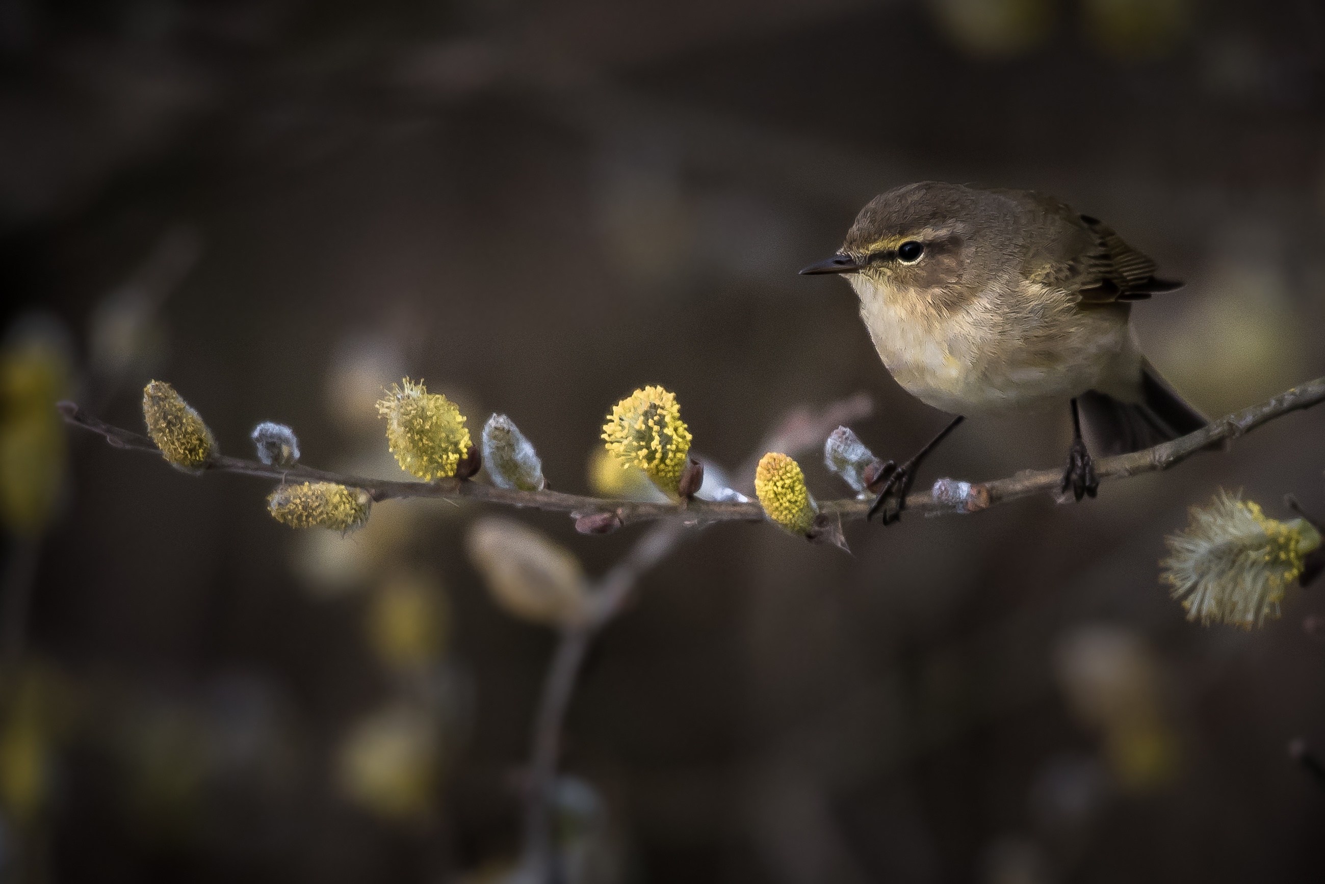 Descarga gratuita de fondo de pantalla para móvil de Animales, Aves, Ave.