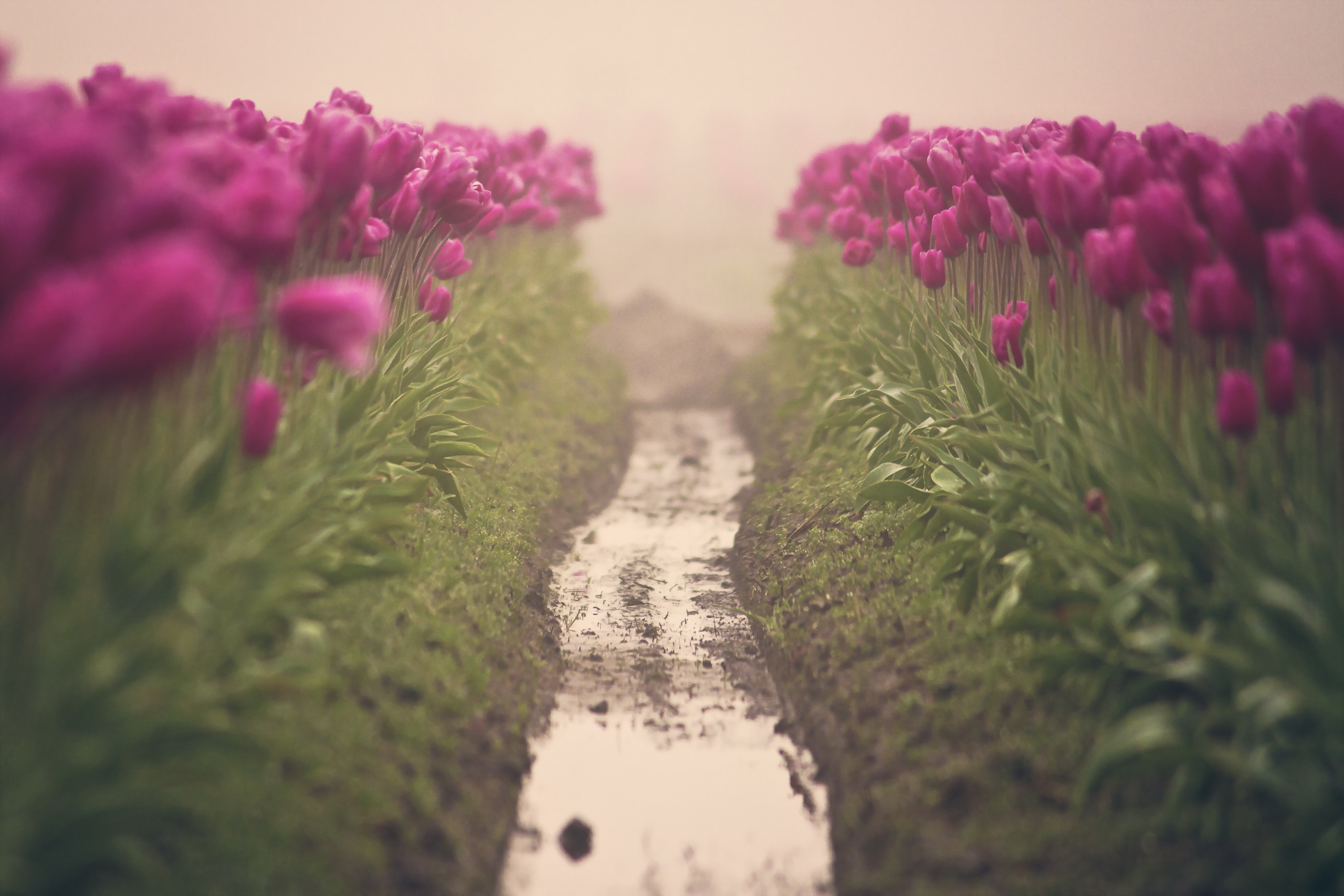 Descarga gratuita de fondo de pantalla para móvil de Naturaleza, Flores, Flor, Niebla, Campo, Tulipán, Flor Purpura, Tierra/naturaleza.