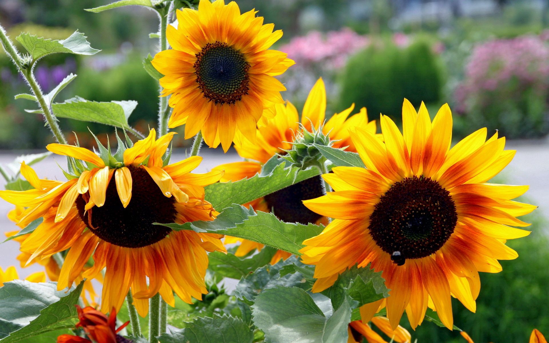 Free download wallpaper Flowers, Summer, Garden, Greens, Sunflowers on your PC desktop
