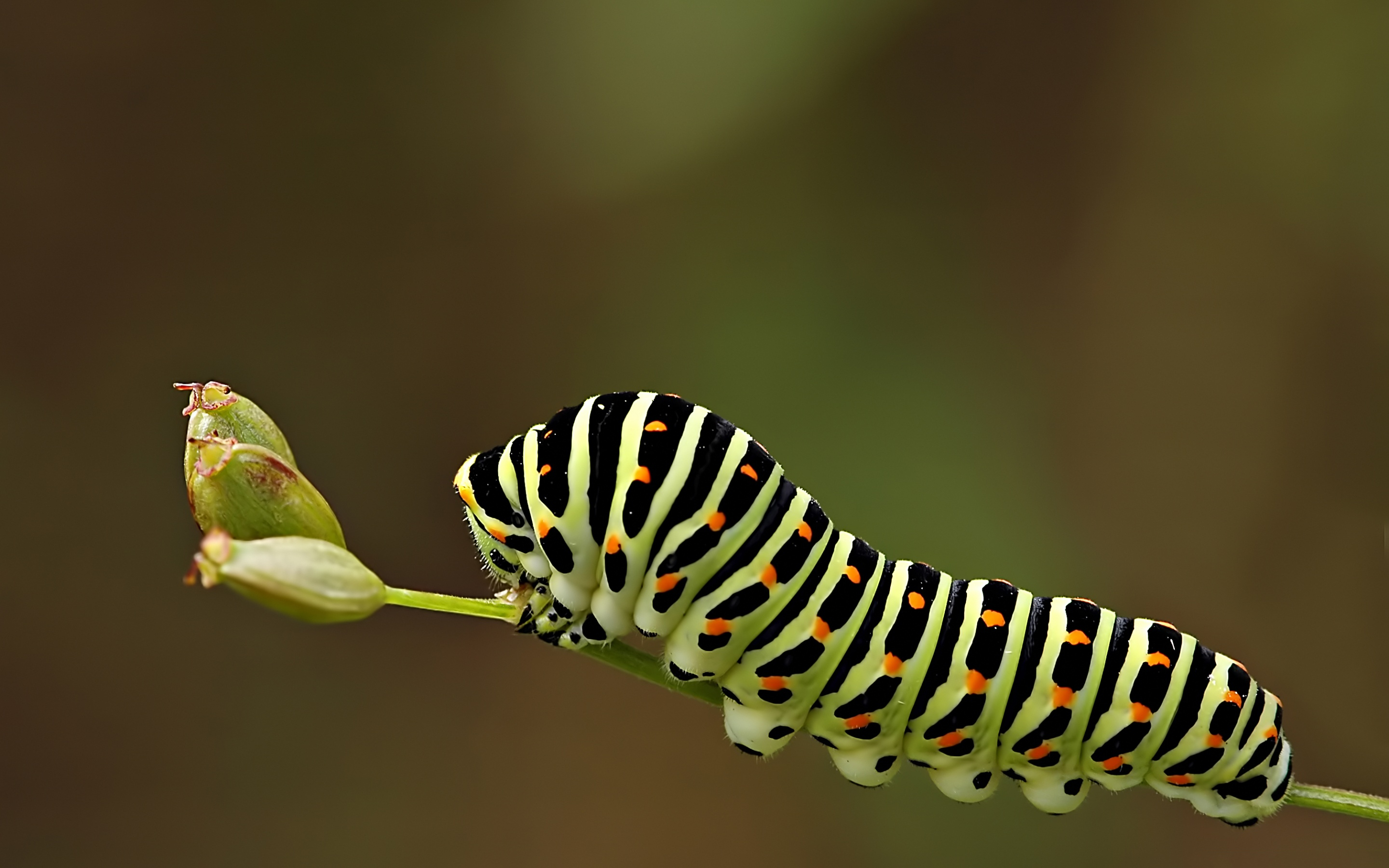 caterpillar, animal