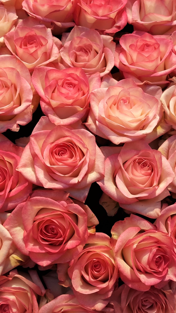 Download mobile wallpaper Flowers, Flower, Rose, Earth, Pink Flower, Pink Rose for free.