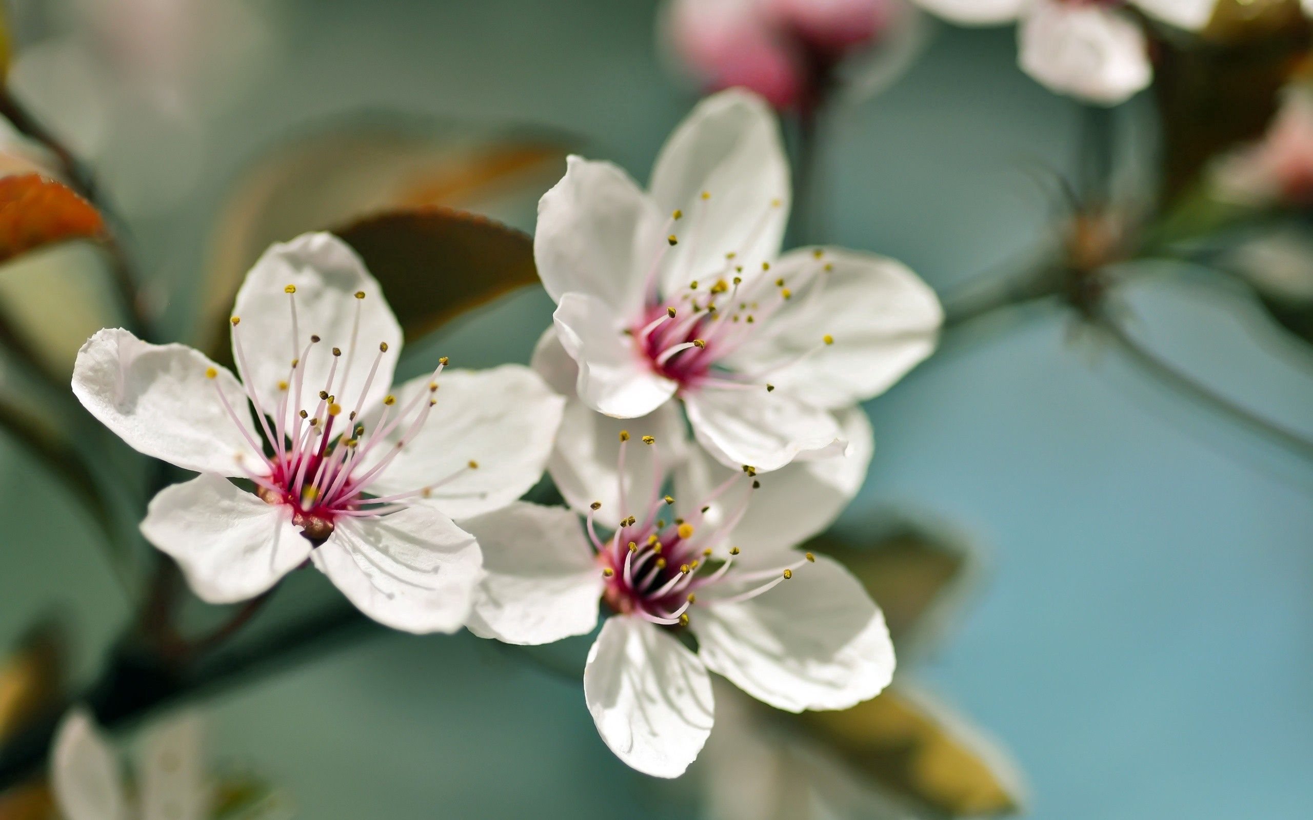 Скачать обои бесплатно Растение, Макро, Цветы, Цветение, Весна картинка на рабочий стол ПК