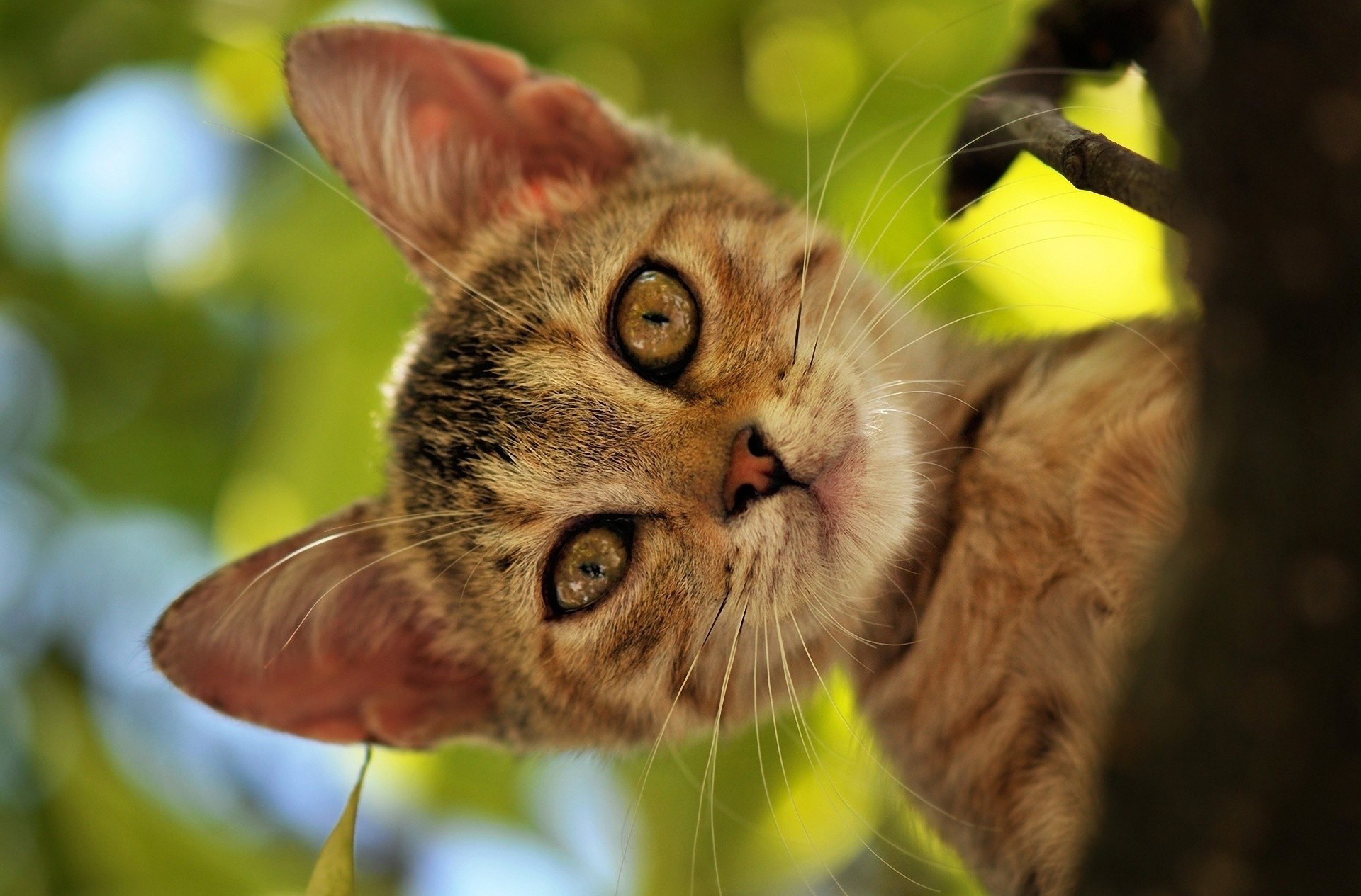 Free download wallpaper Cats, Cat, Kitten, Animal, Cute on your PC desktop
