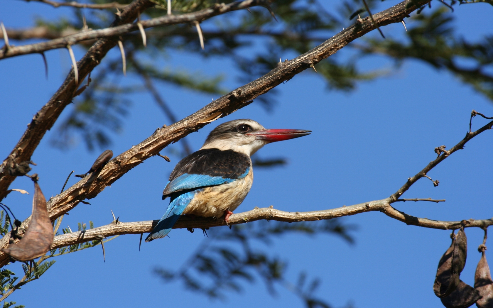 Baixar papel de parede para celular de Guarda Rios, Pássaro, Aves, Animais gratuito.