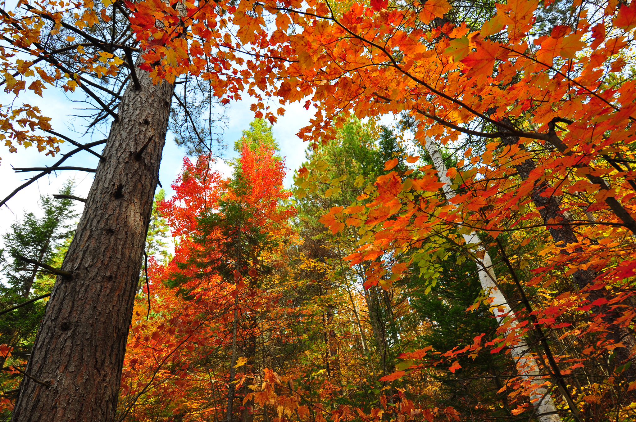 Download mobile wallpaper Forest, Tree, Fall, Earth for free.
