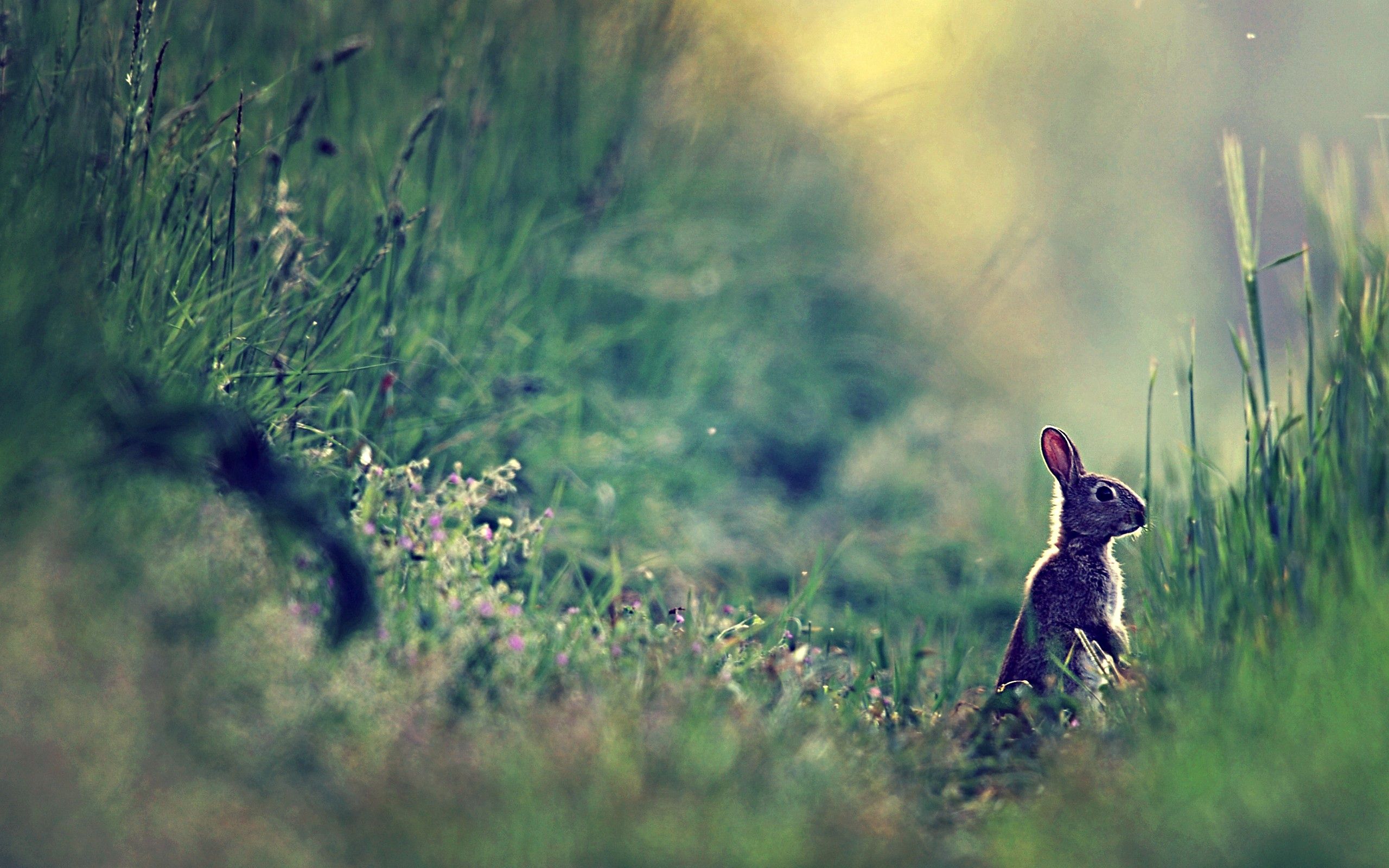 Download mobile wallpaper Grass, Dahl, Distance, Sunlight, Animals, Glare, Hare for free.