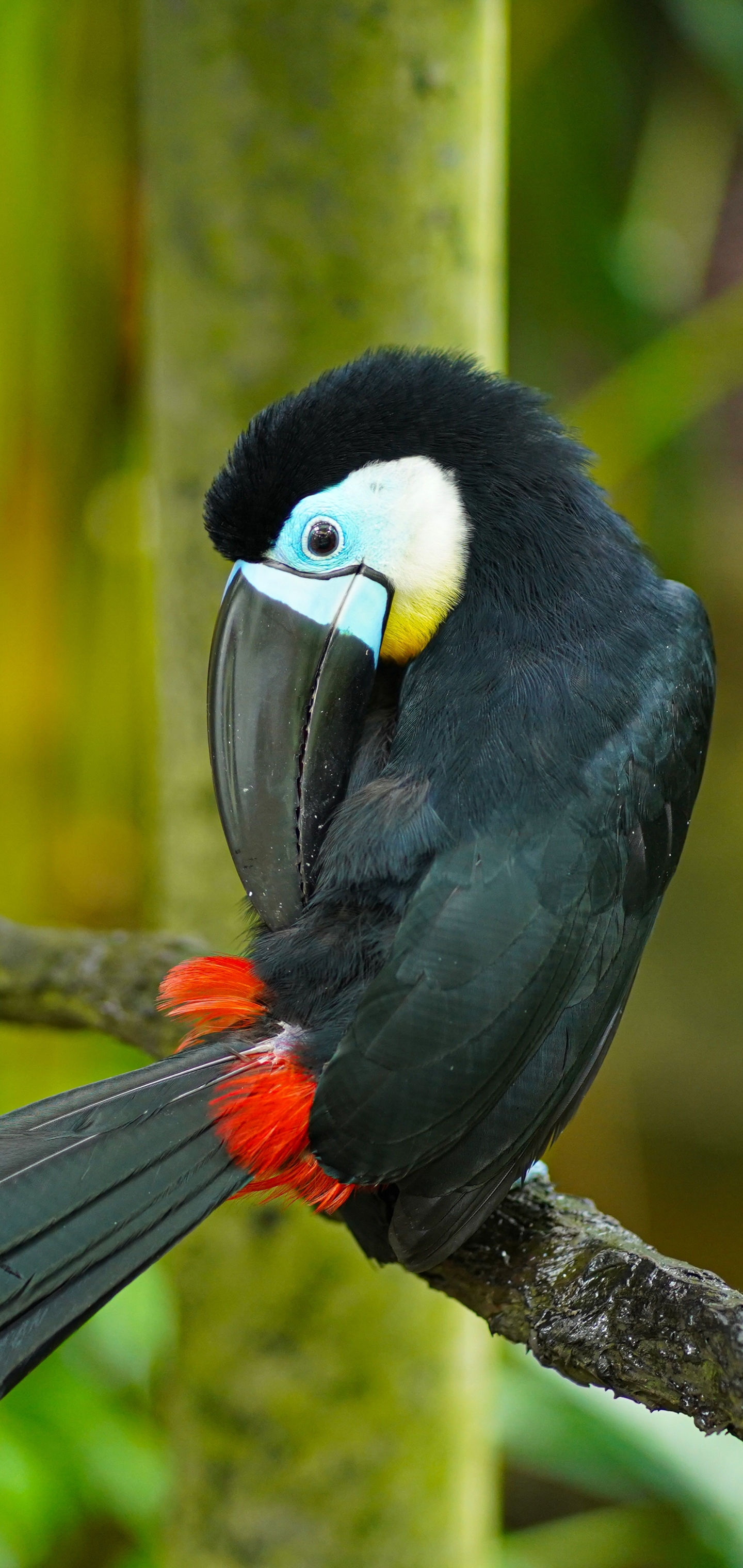 Baixe gratuitamente a imagem Animais, Aves, Pássaro, Ramo, Tucano na área de trabalho do seu PC