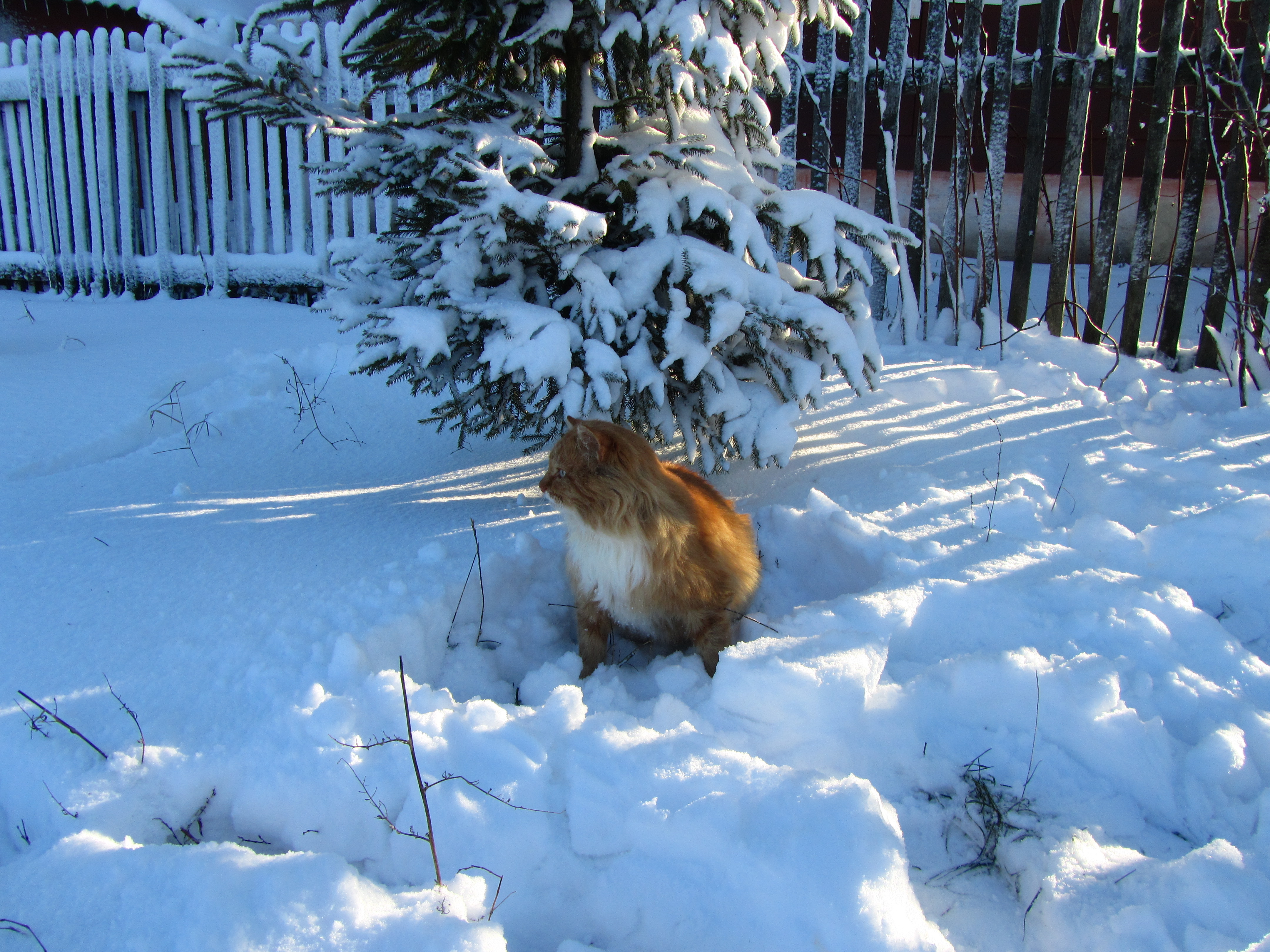 Handy-Wallpaper Tiere, Katze kostenlos herunterladen.