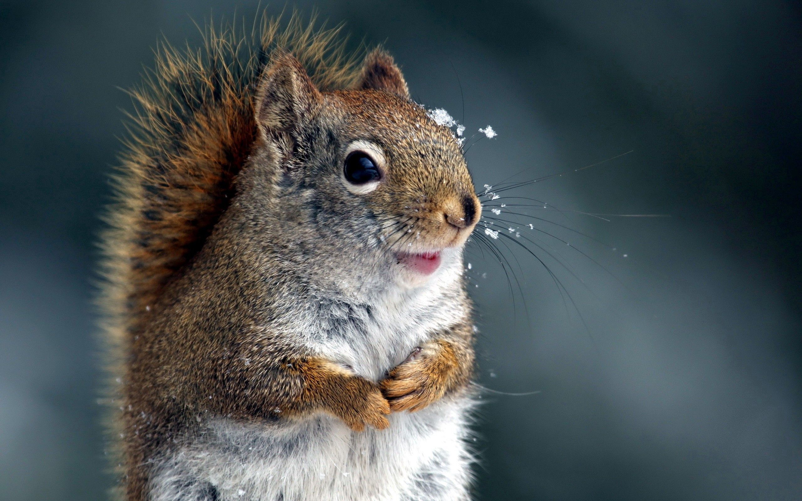 97961 baixar papel de parede animais, esquilo, neve, focinho, cauda - protetores de tela e imagens gratuitamente