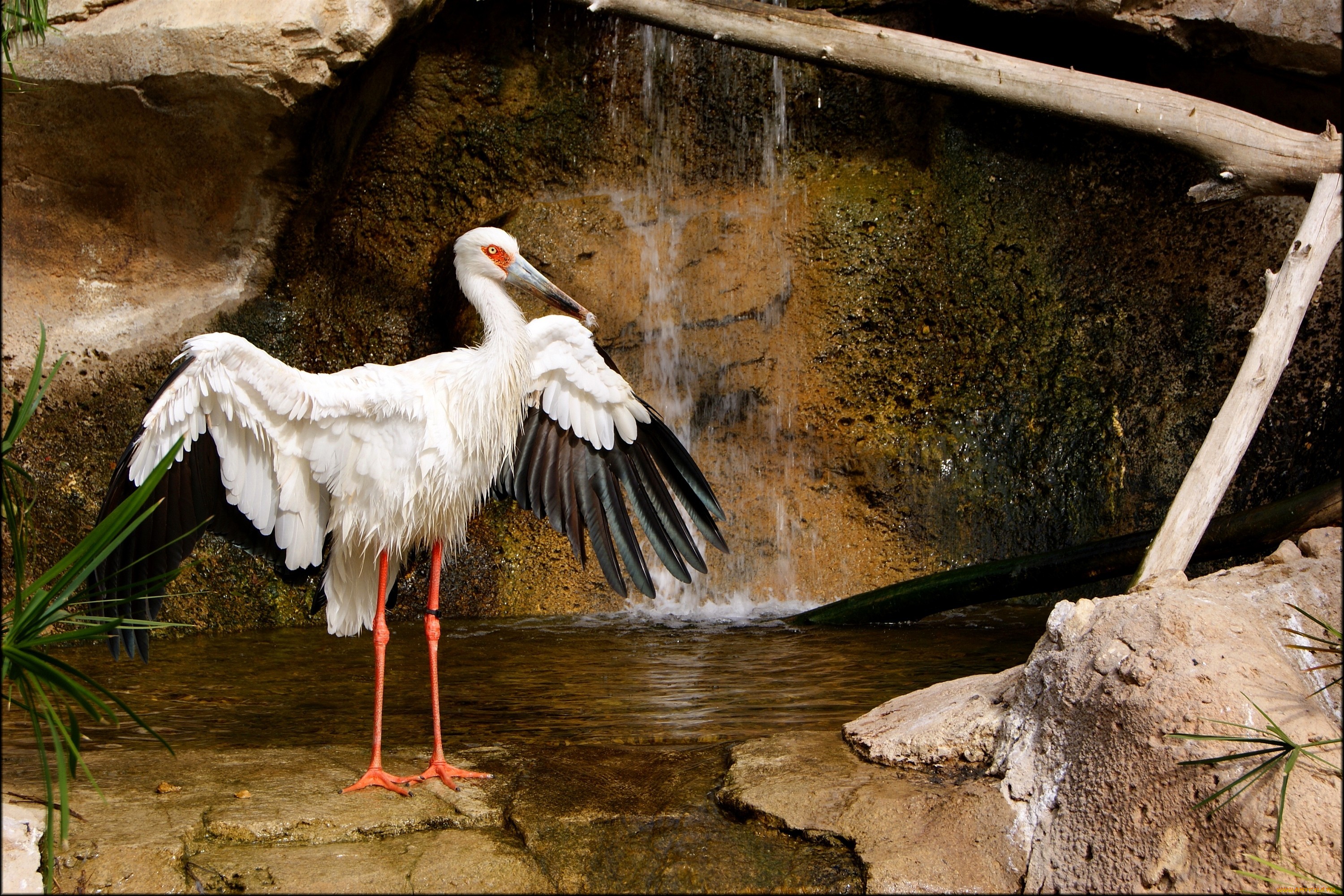 Free download wallpaper Birds, Animal, Maguari Stork on your PC desktop