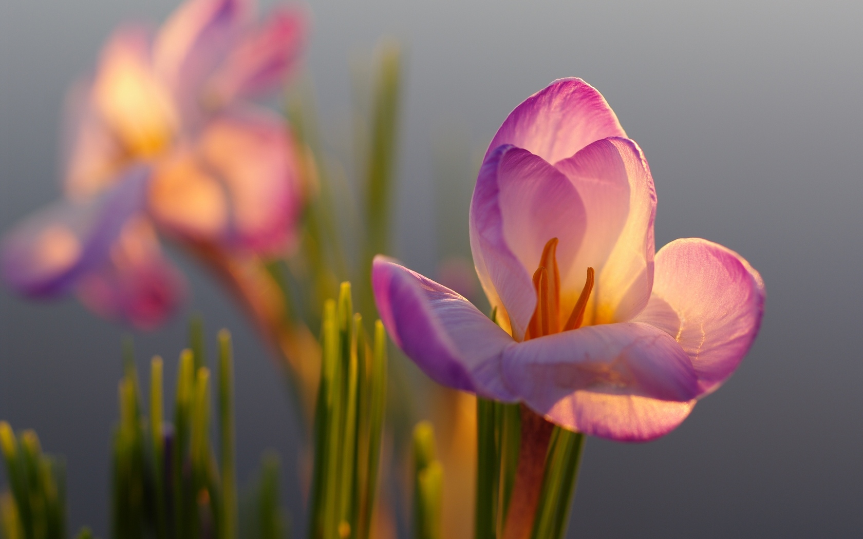 Téléchargez gratuitement l'image Fleurs, Fleur, Terre/nature sur le bureau de votre PC