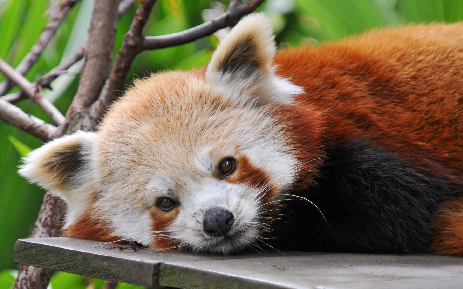 Handy-Wallpaper Tiere, Panda kostenlos herunterladen.