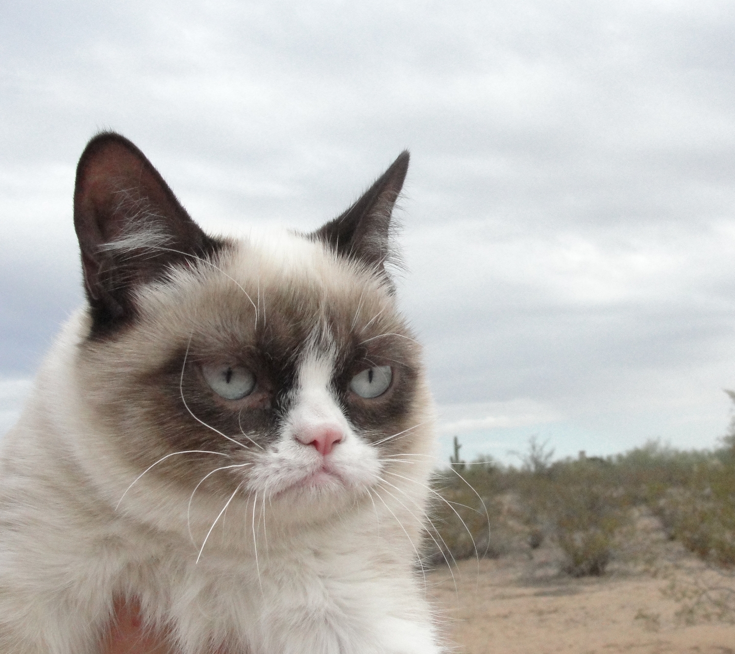 Baixe gratuitamente a imagem Animais, Gatos, Gato na área de trabalho do seu PC