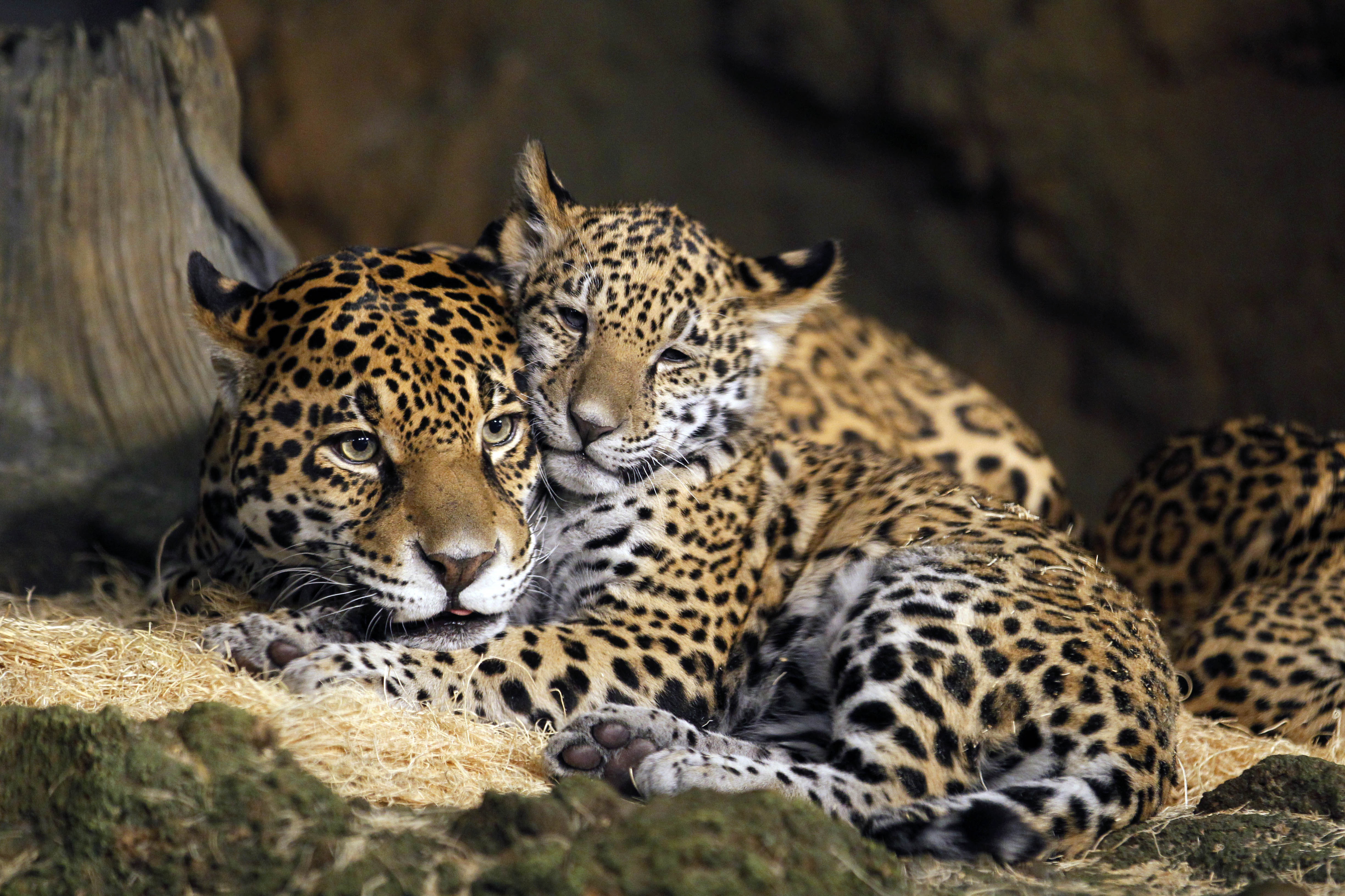 414306 télécharger l'image léopard, lionceau, animaux, bébé animal, chats - fonds d'écran et économiseurs d'écran gratuits