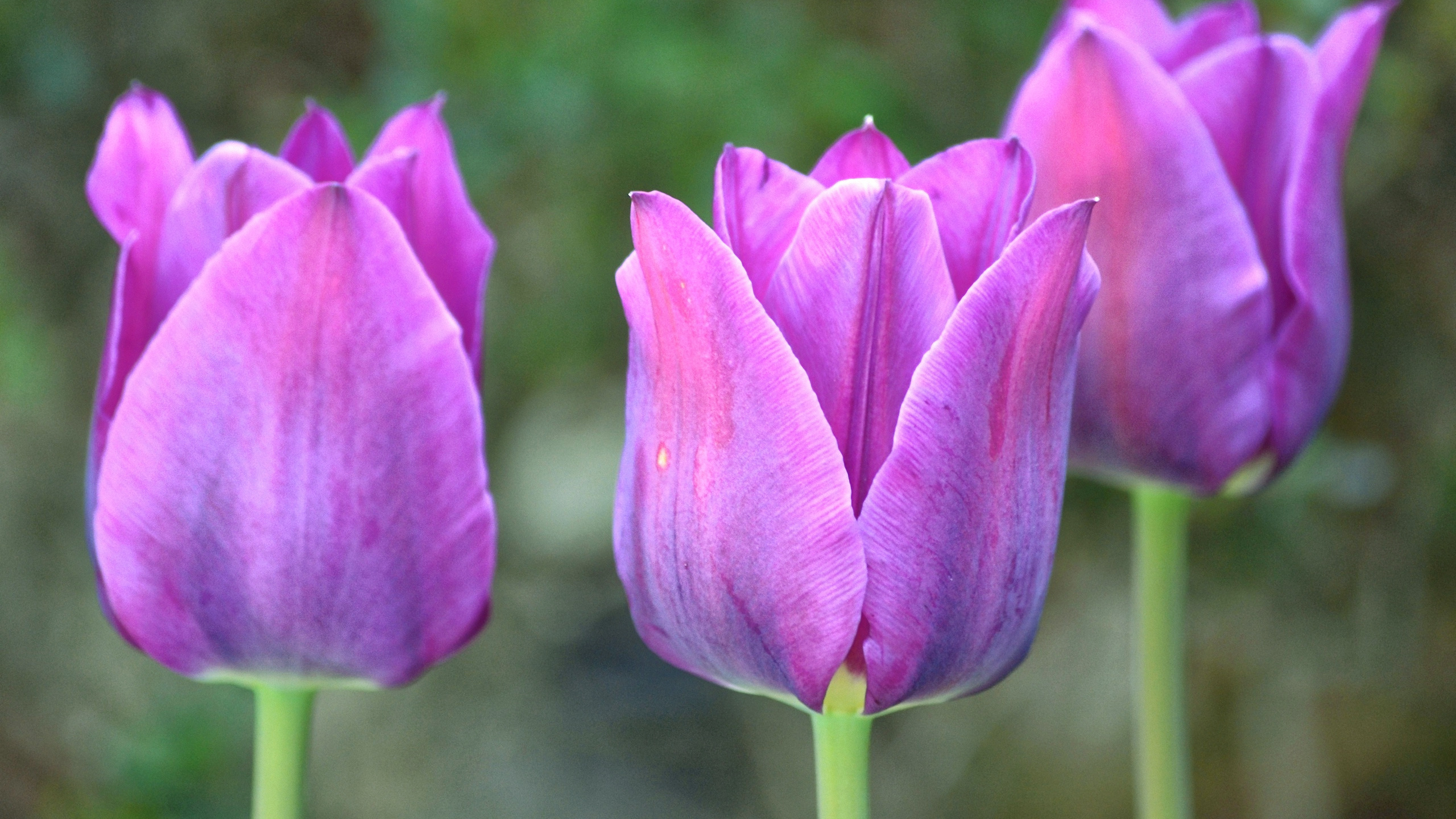 Download mobile wallpaper Tulip, Close Up, Flowers, Earth for free.