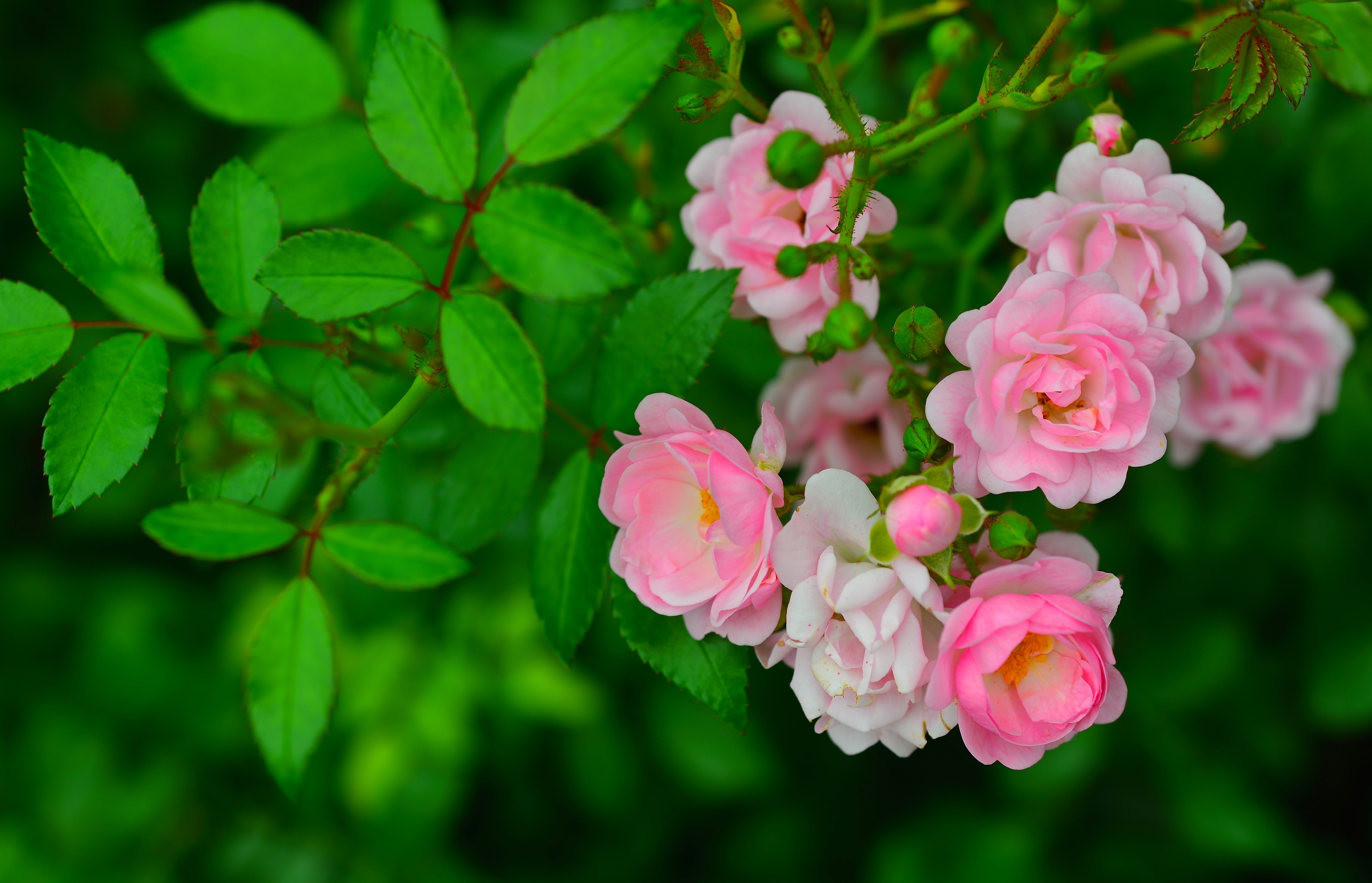 377992壁紙のダウンロード地球, ローズブッシュ, 花, 葉, ピンクの花, 薔薇, フラワーズ-スクリーンセーバーと写真を無料で