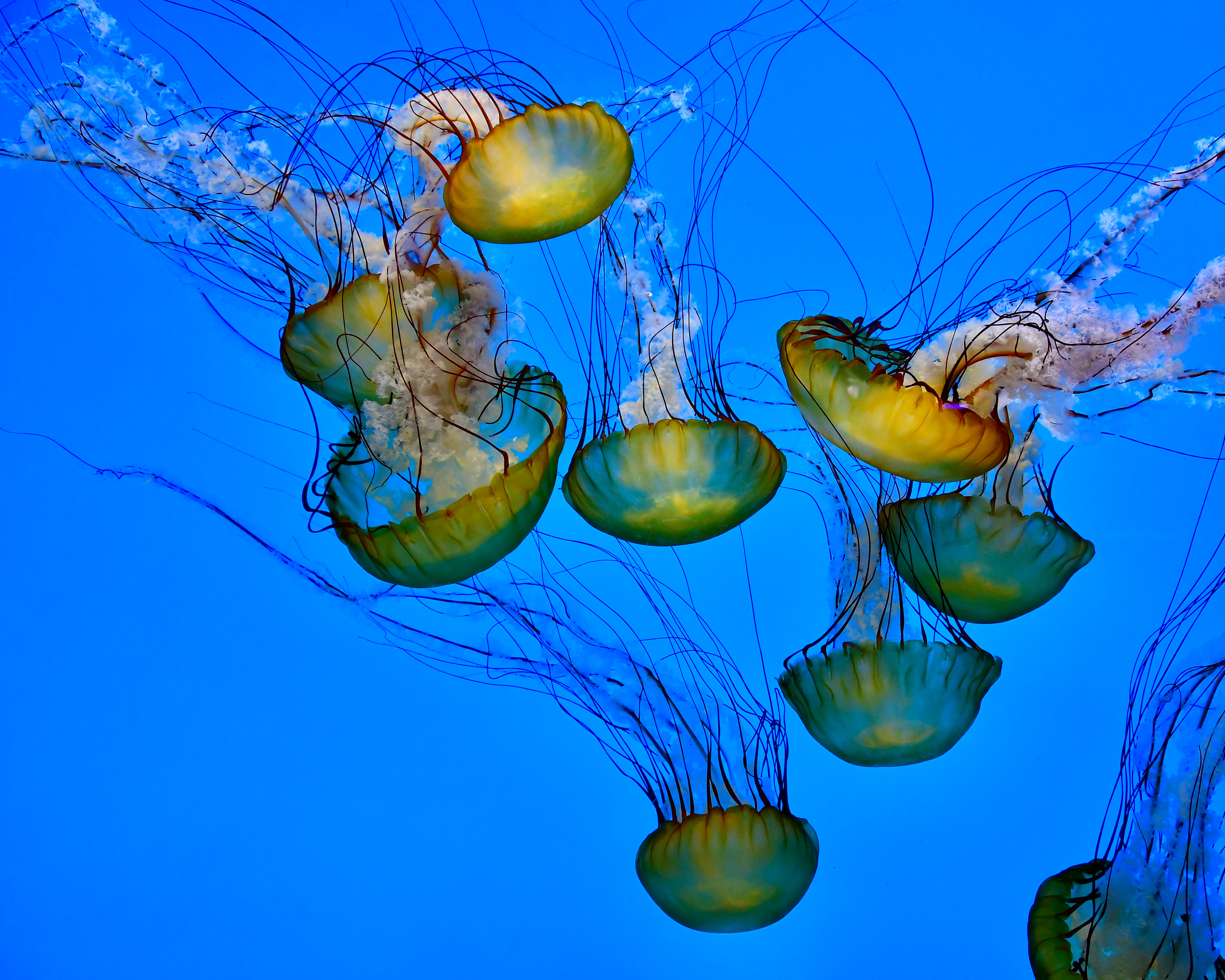 135008 Bild herunterladen tentakel, tiere, wasser, jellyfish, unterwasser, klasse - Hintergrundbilder und Bildschirmschoner kostenlos