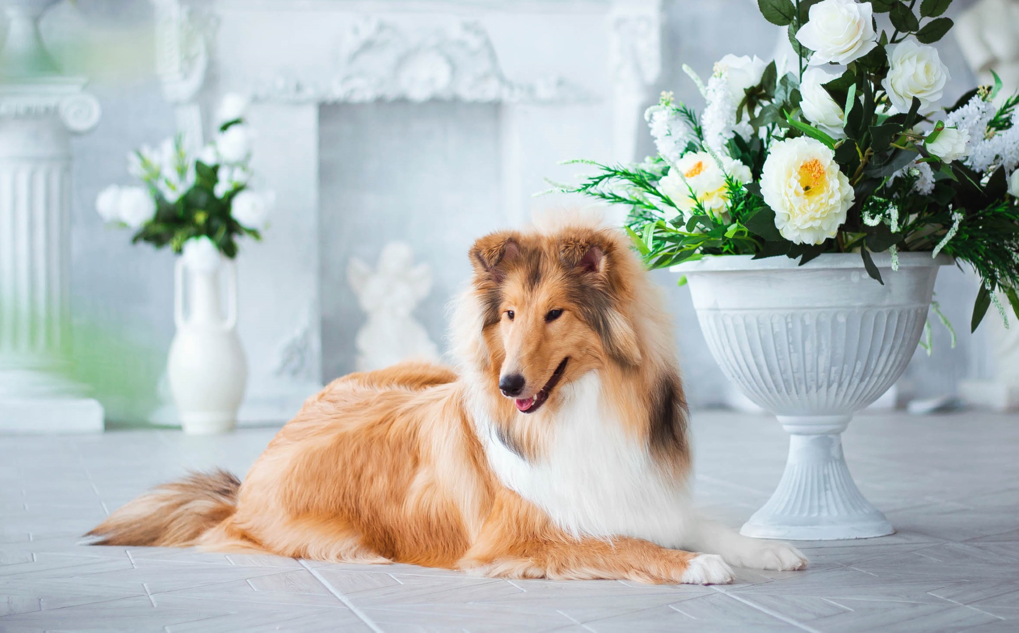 Handy-Wallpaper Tiere, Hunde, Hund, Shetland Schäferhund, Weiße Blume, Tiefenschärfe kostenlos herunterladen.